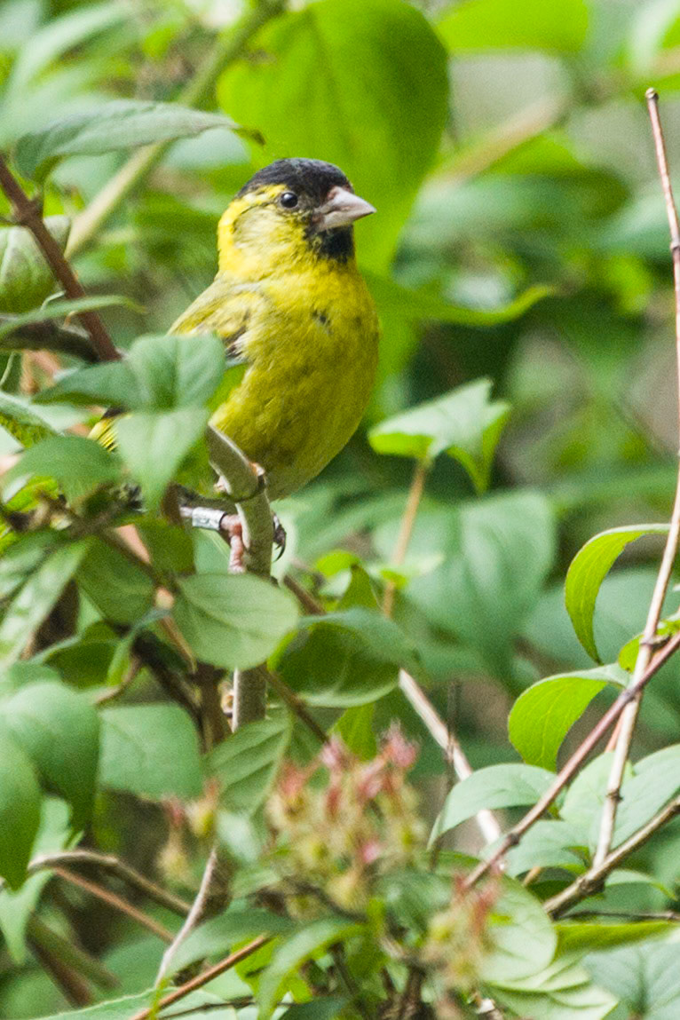 Male Siskin