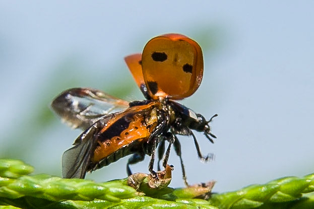 LadyBird Just taking Off