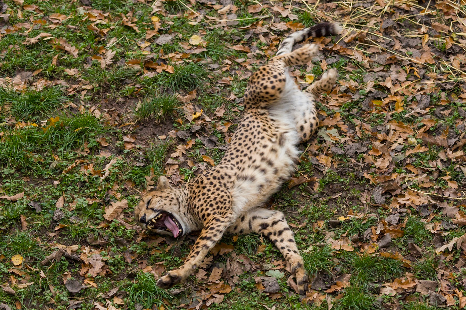 Waking up is so hard to do, Chester Zoo 2014