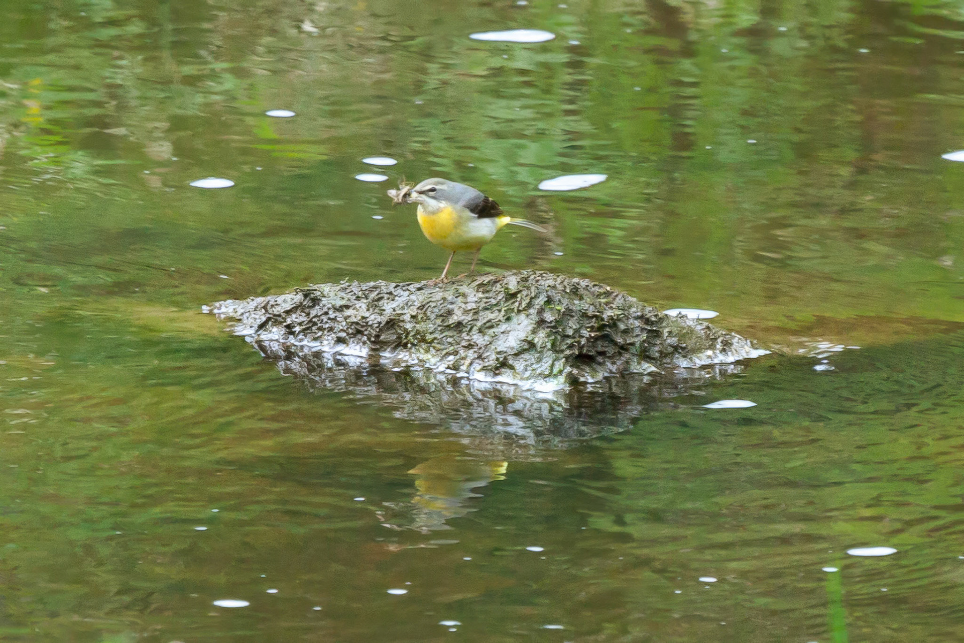 RSPB Coombes Valley