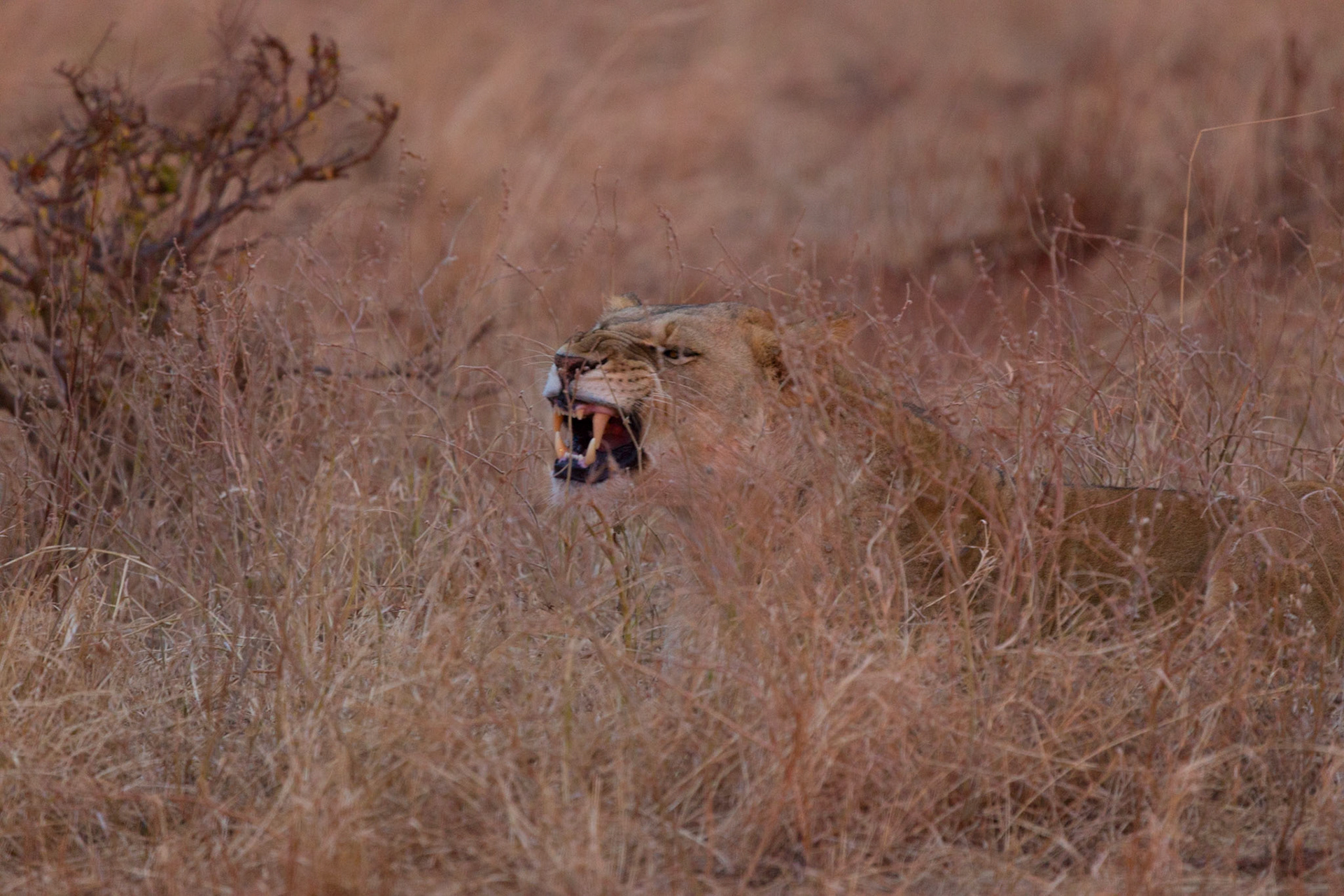 Tsavo Reserves, Kenya