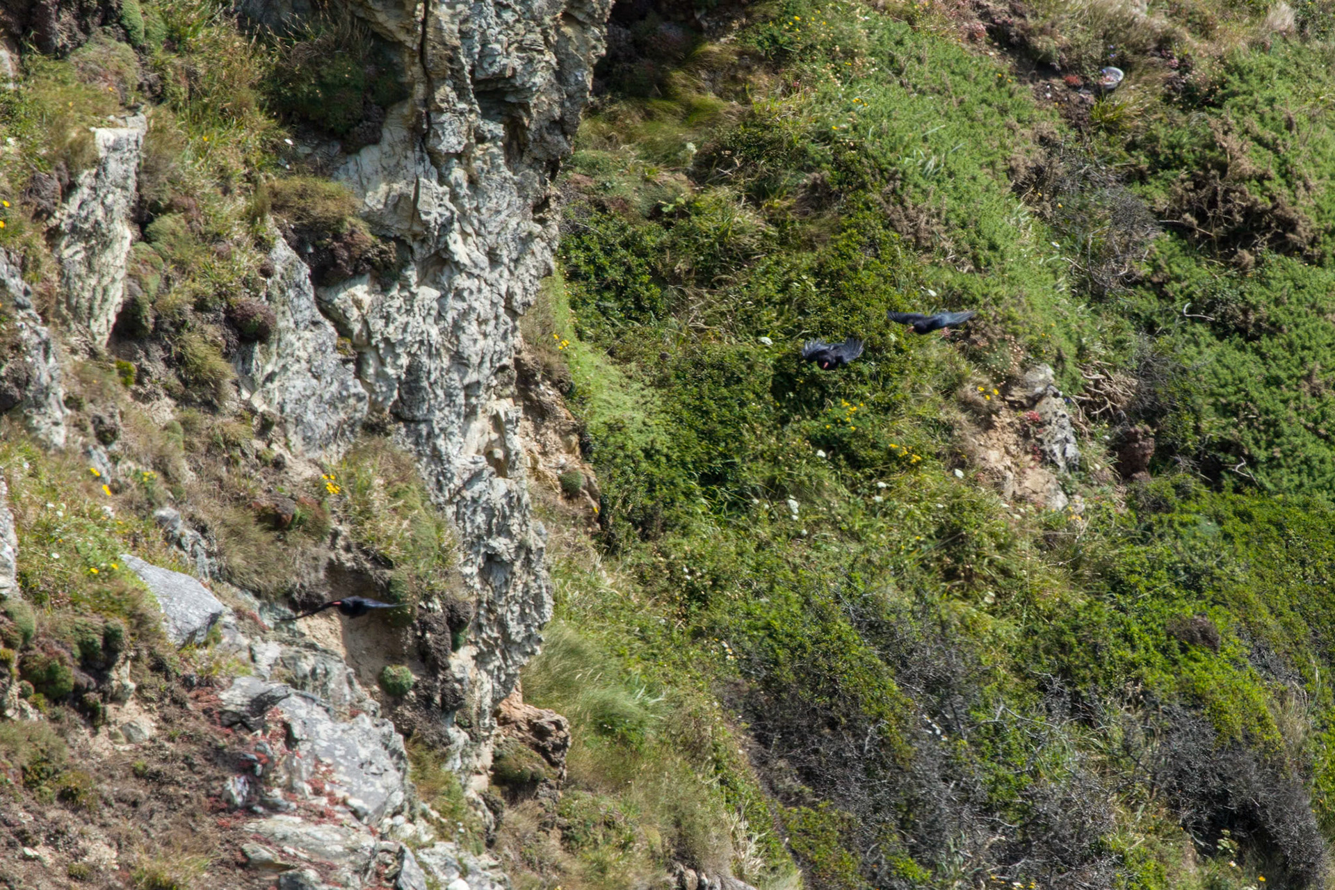 RSPB South Stack