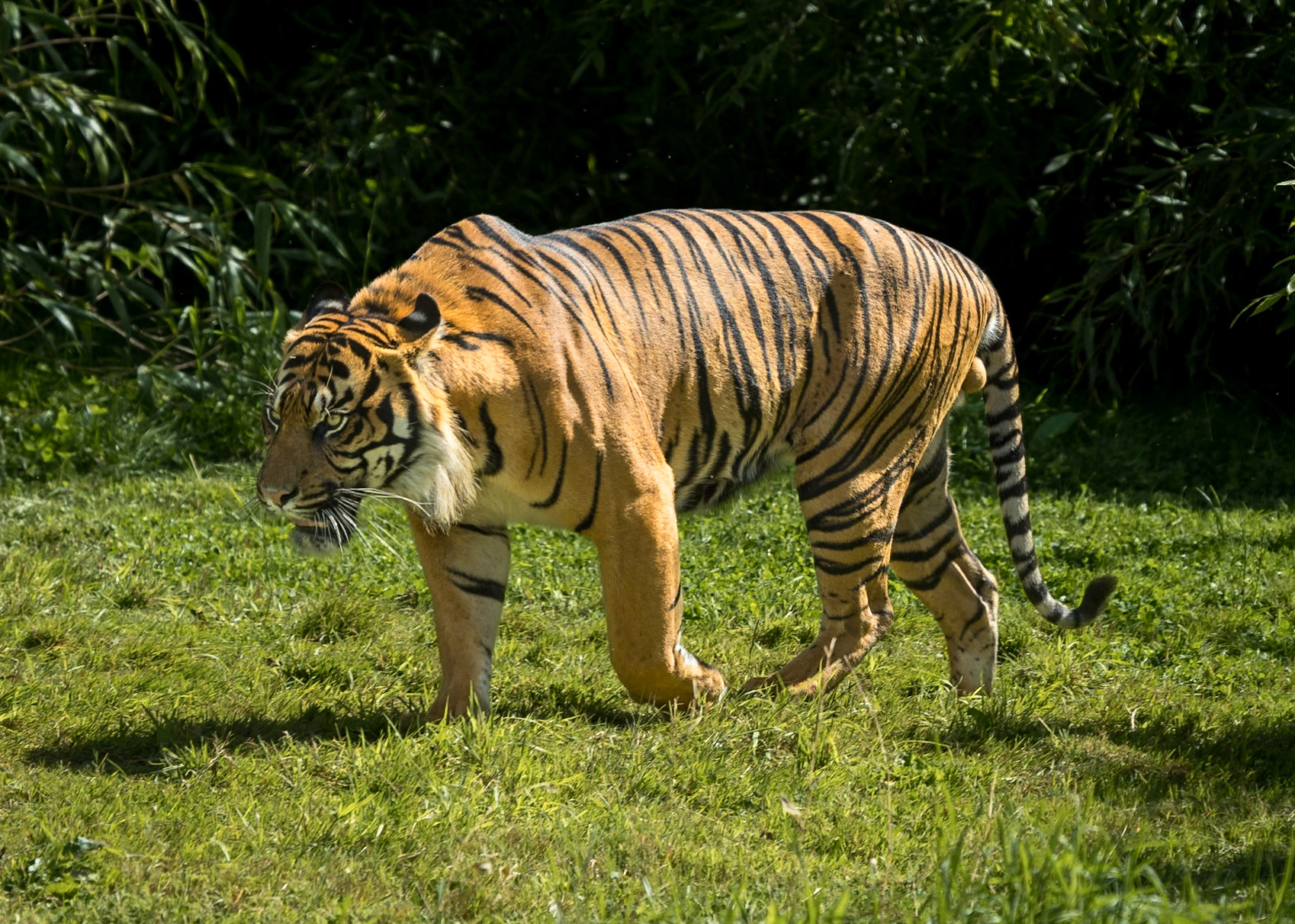 Sumatran Tiger, Chester Zoo