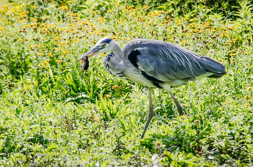Funny looking fish - Slimbridge WWT