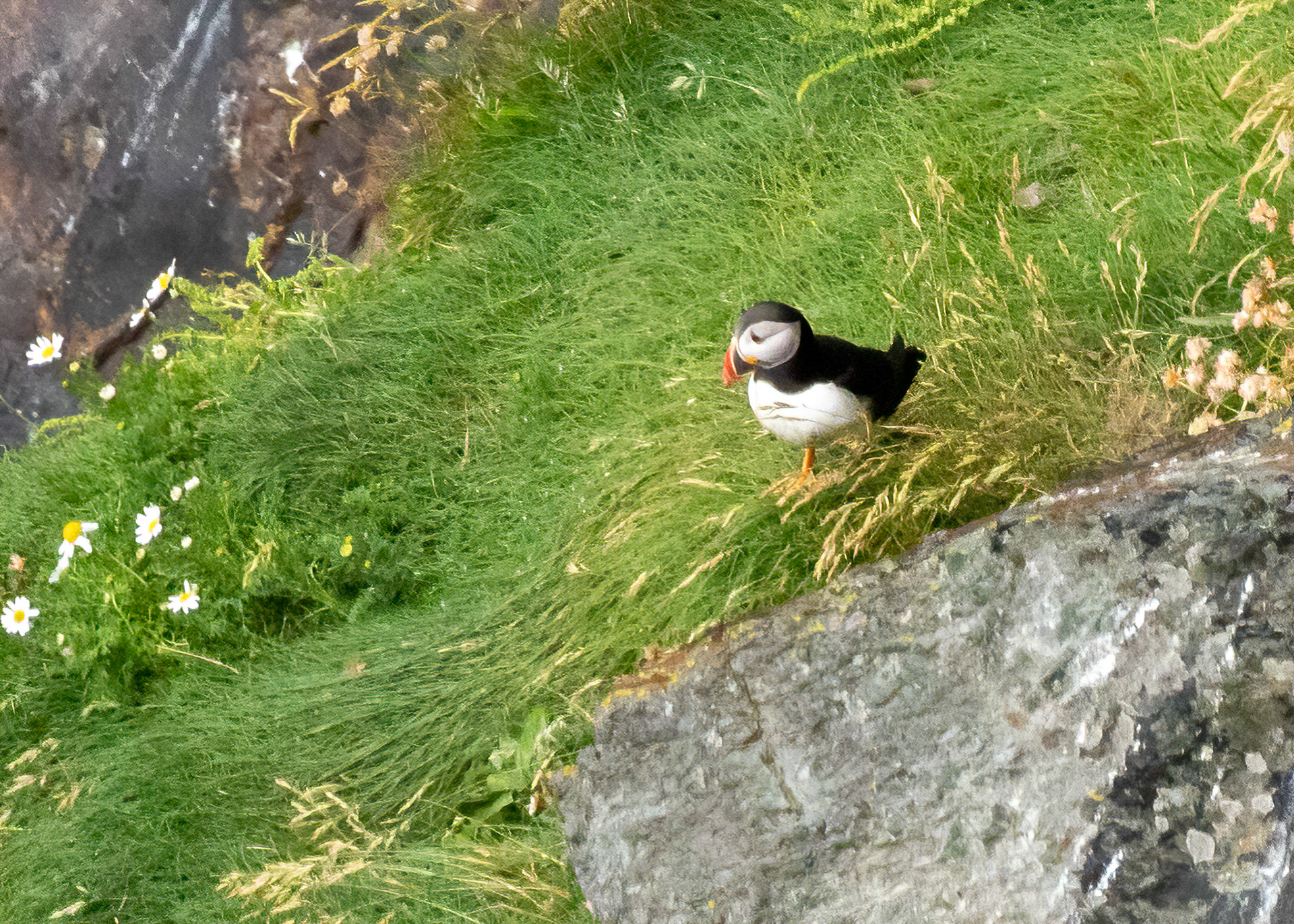 Just exploring out of the burrow