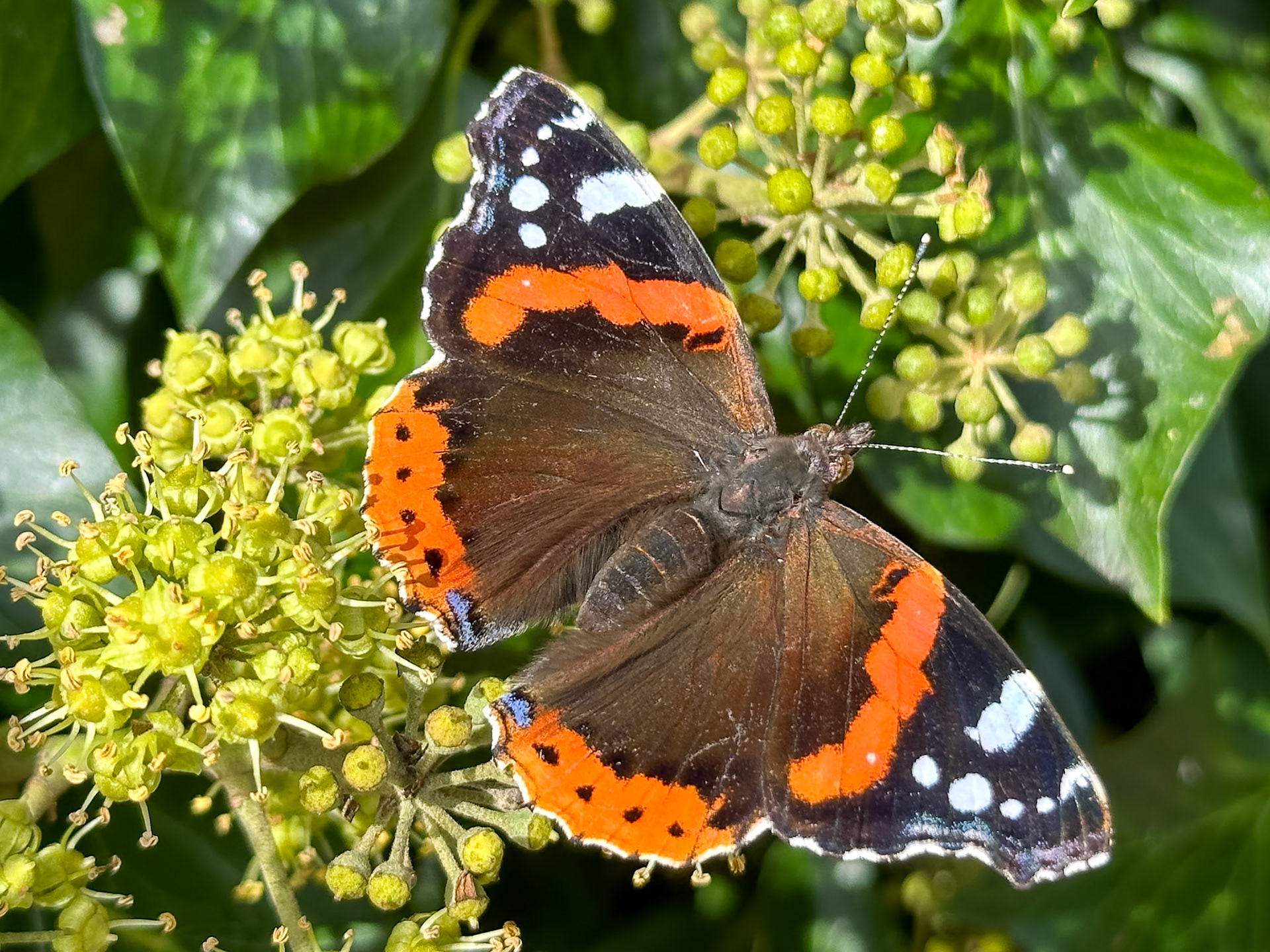 Red Admiral