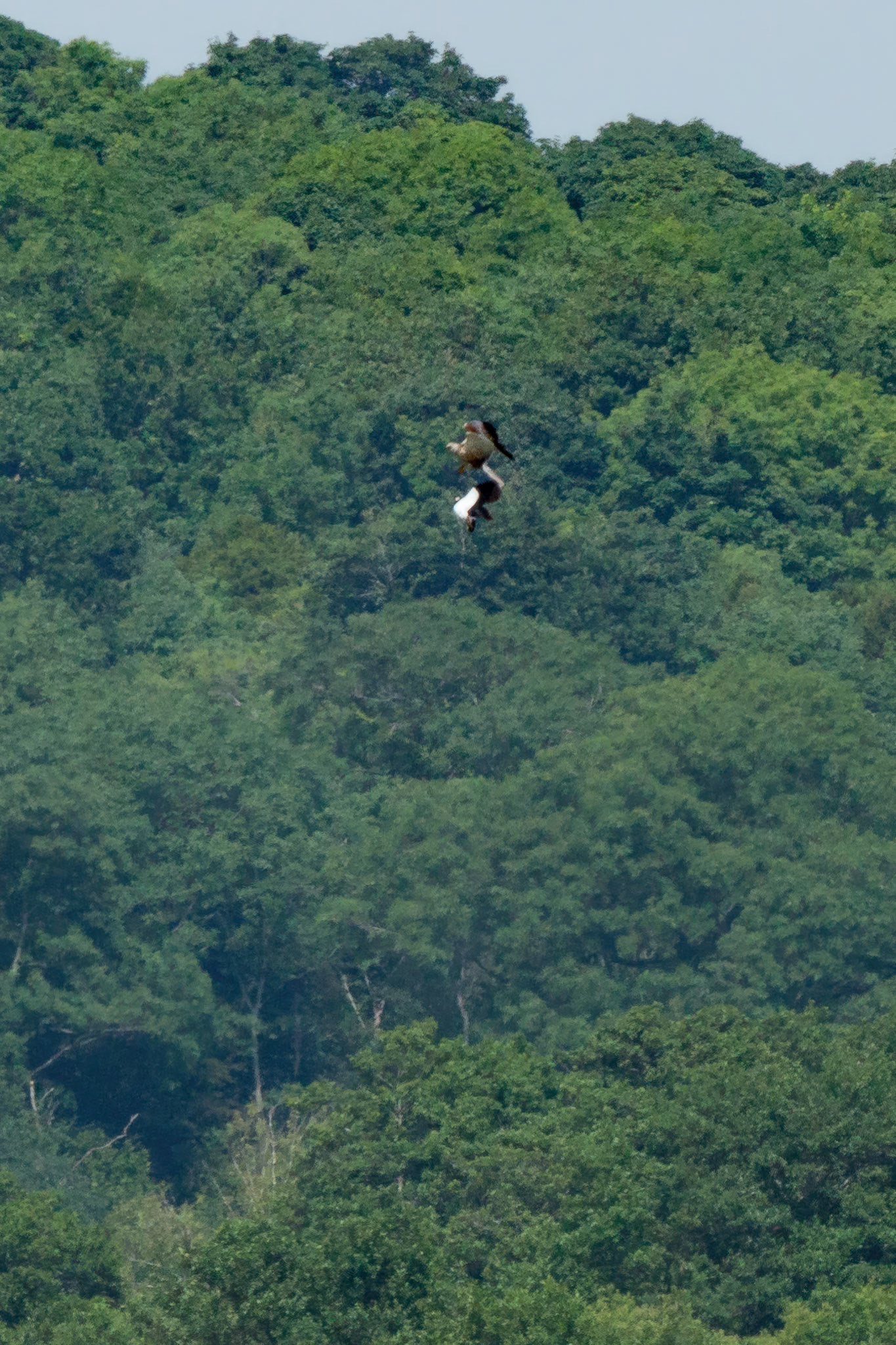 Marsh Harrier and Lapwing