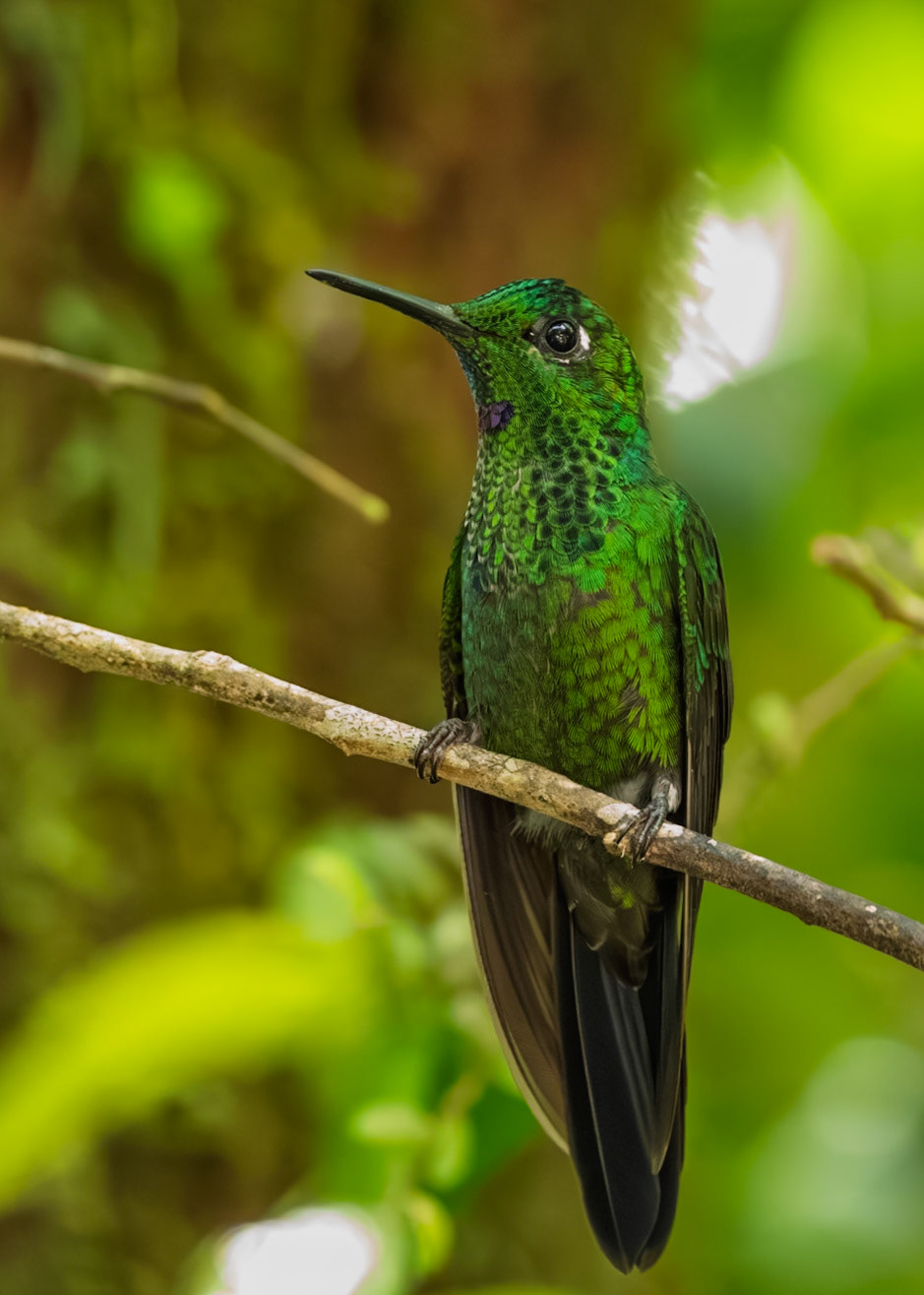 Green Crowned Brilliant Hummingbird