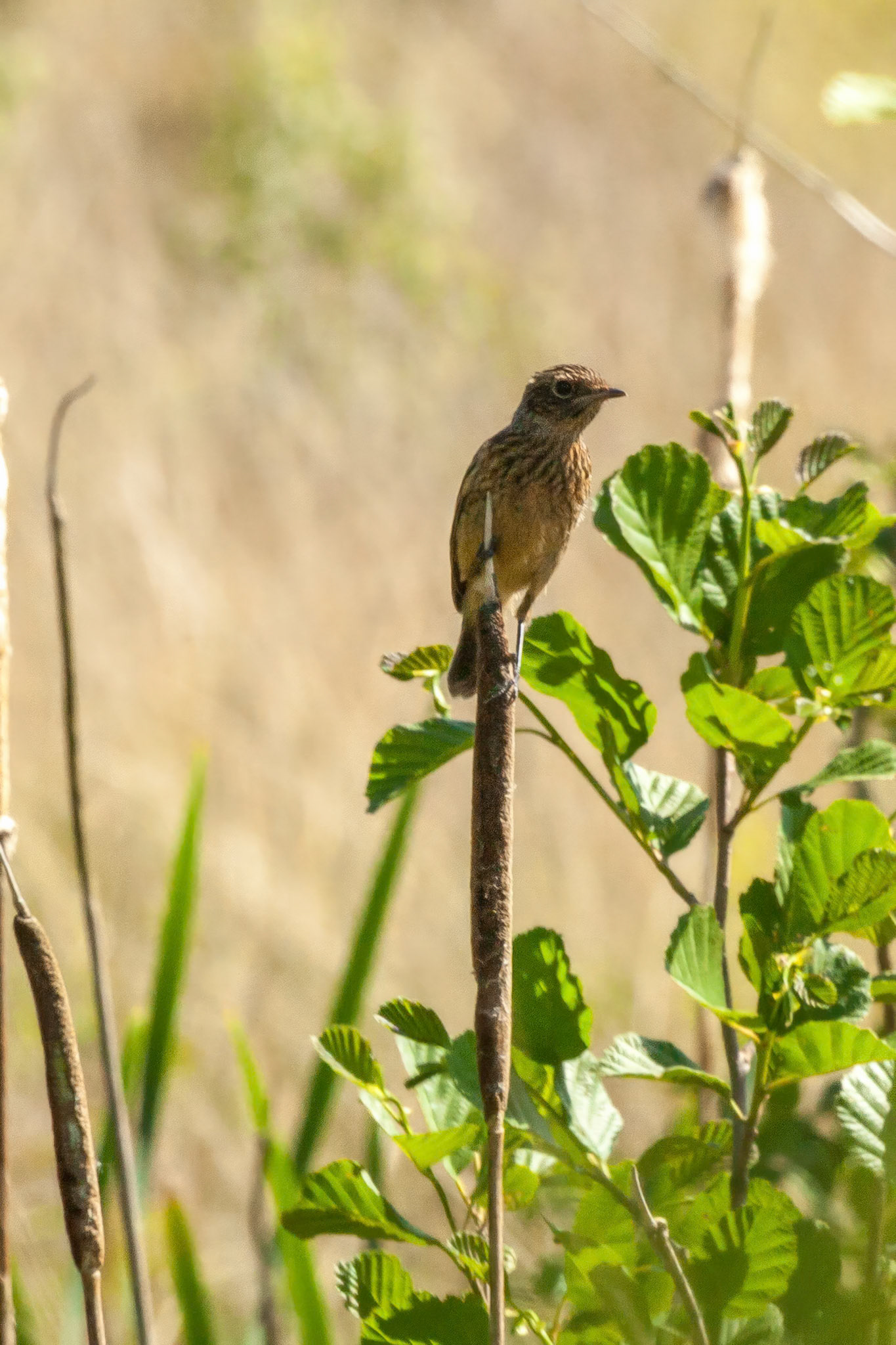 RSPB Ynis Hir