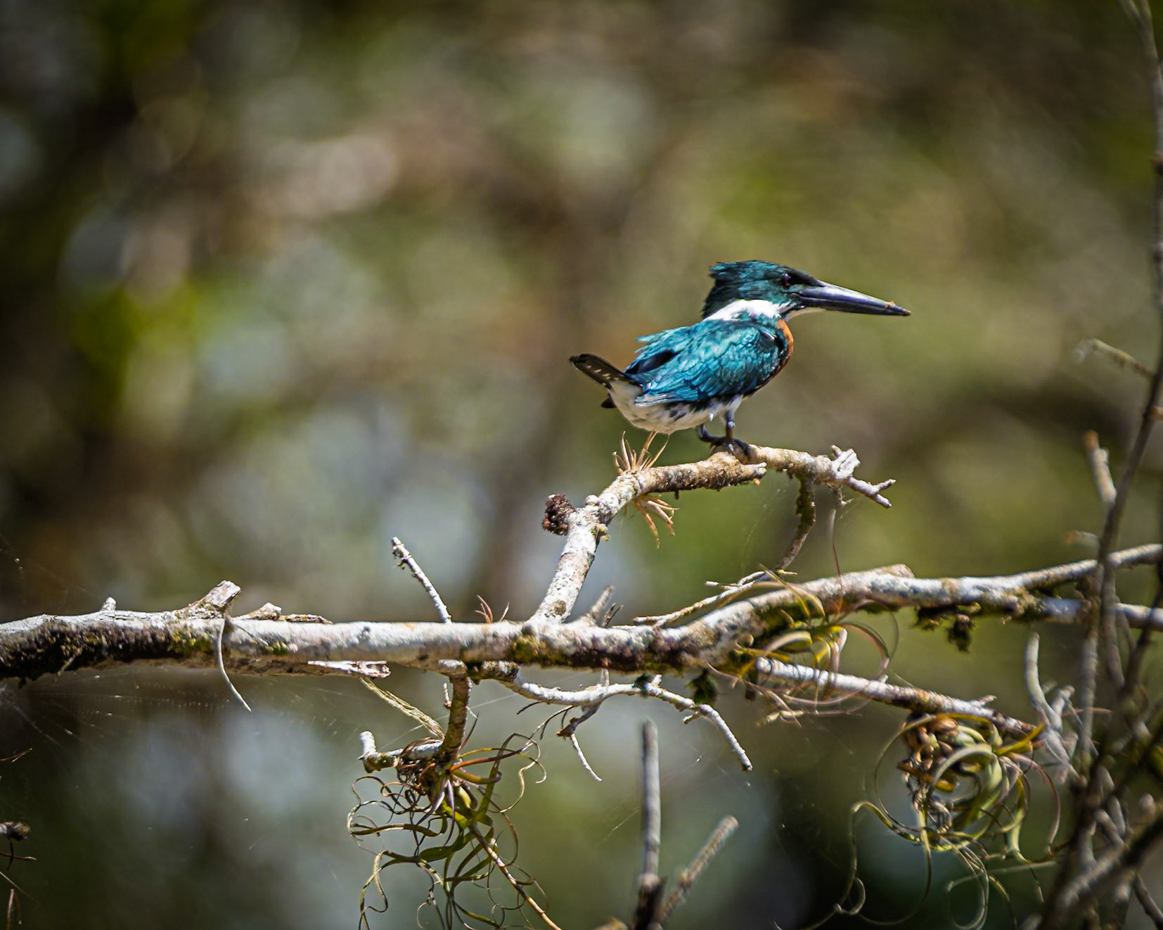 Amazon Kingfisher