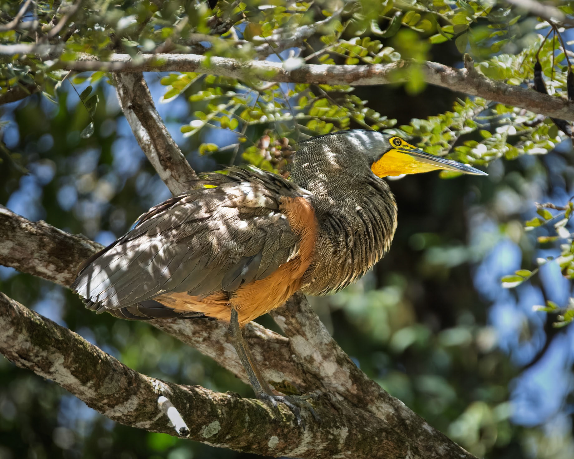 Bare-throated Tiger Heron