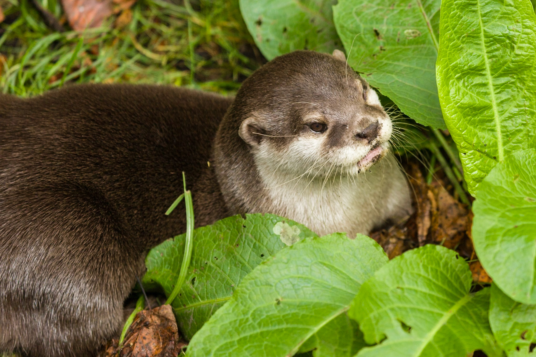Chestnut Centre Otter, Owl and Wildlife Park, Chapel-en-le-Frith