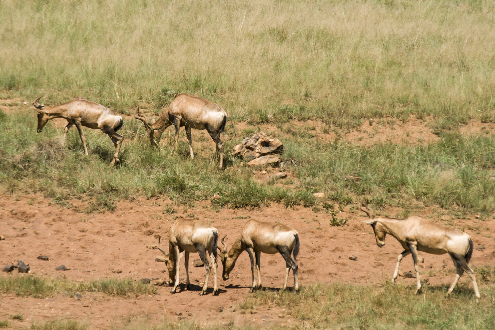 Taking a stroll past -Rhino and Lion Nature Reserve SA