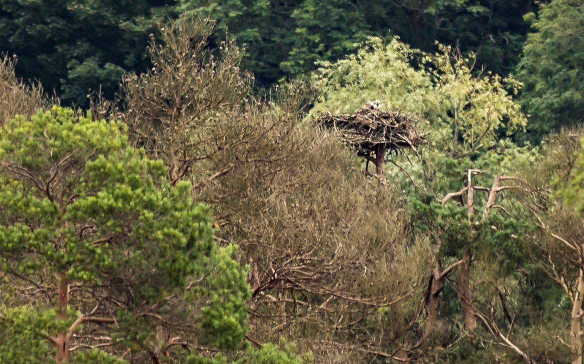 Hay Bridge Nature Reserve, Cumbria