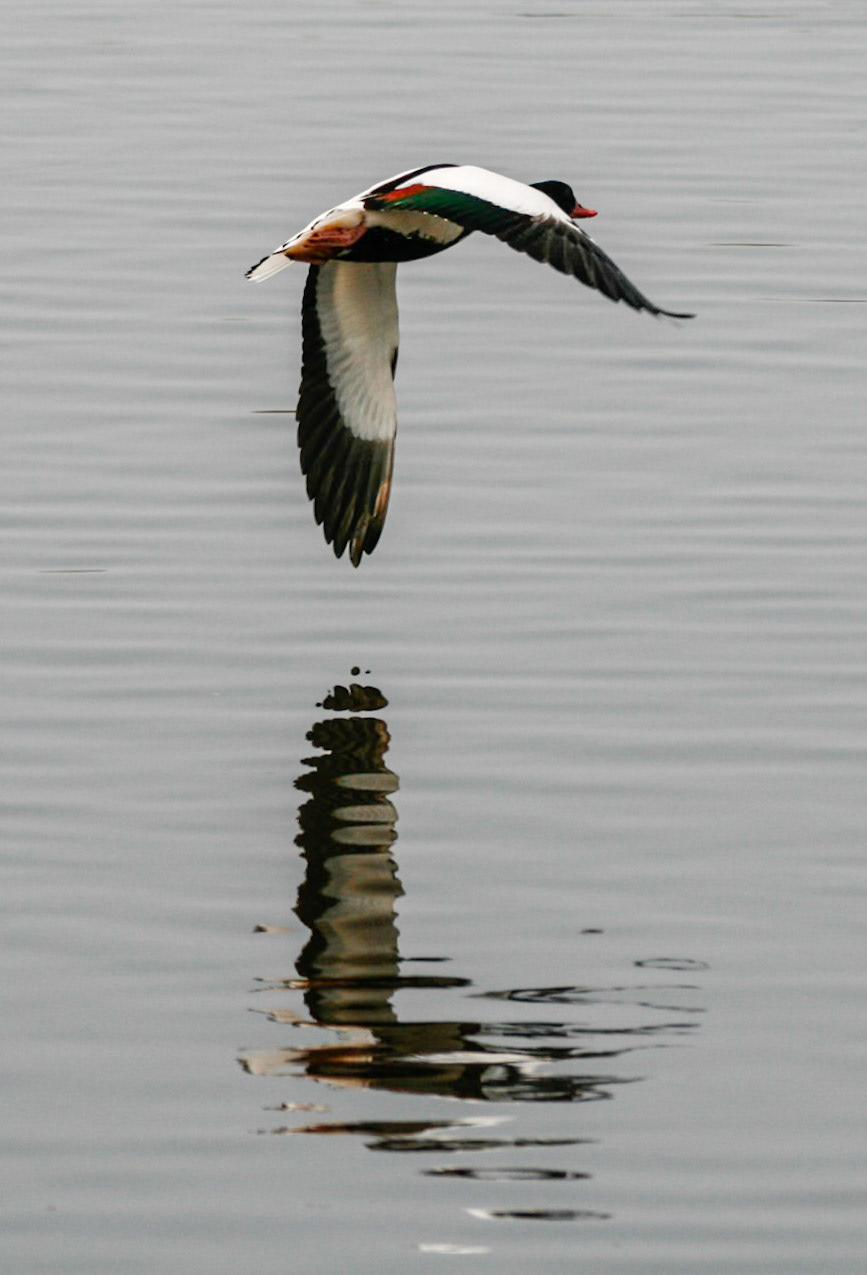 WWT Martin Mere