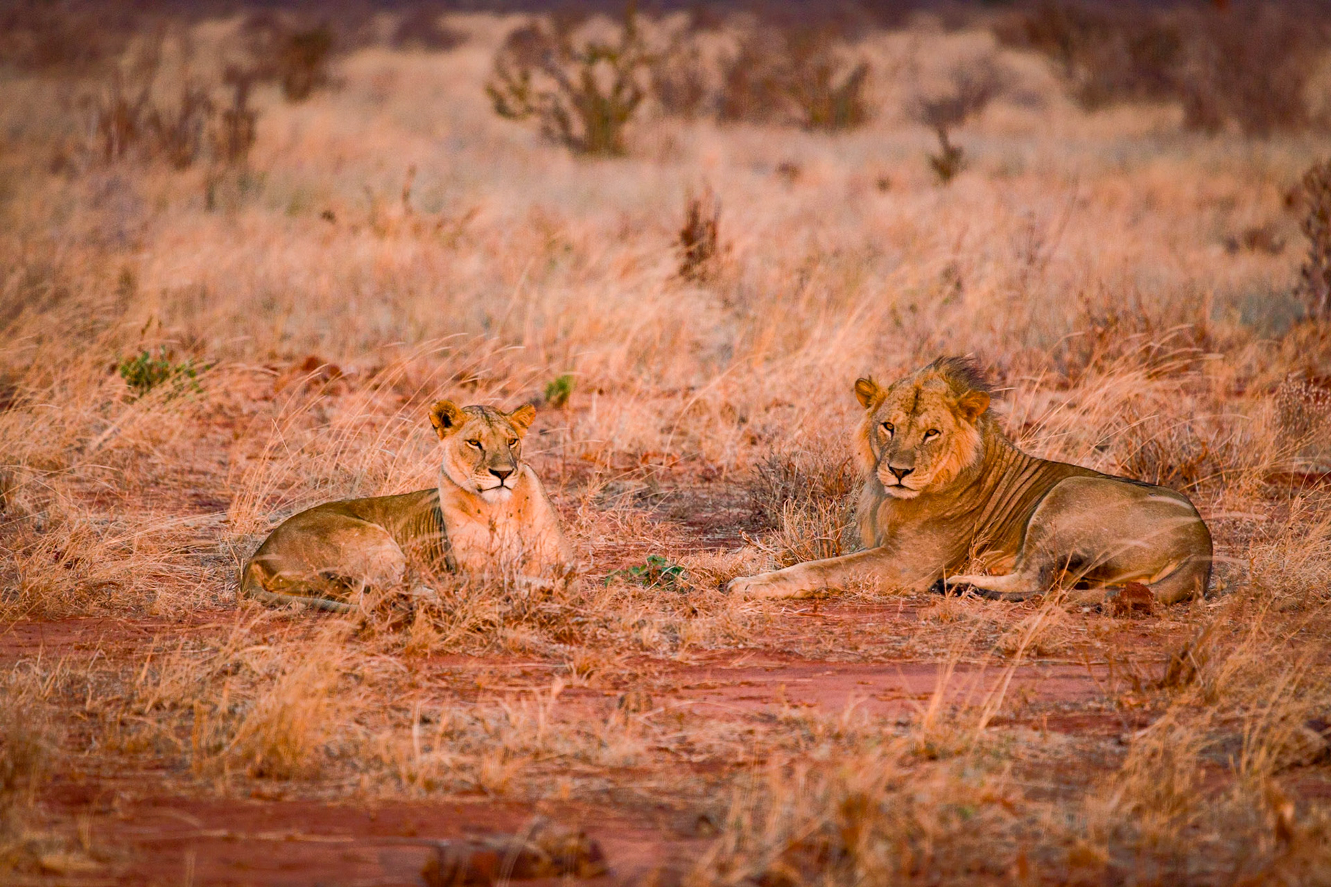 Tsavo Reserves, Kenya