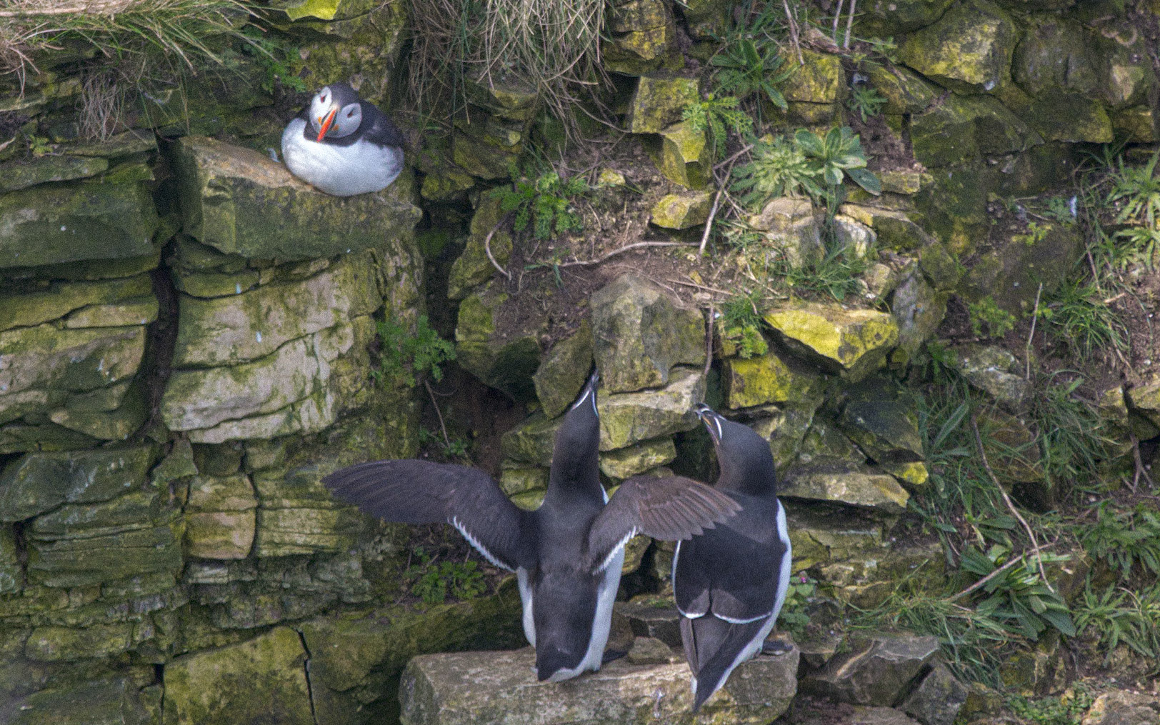 Puffin and Gillimot's RSPB Bempton