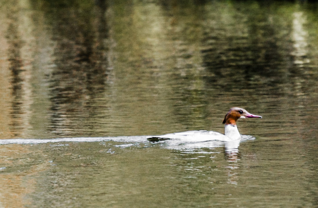 Biddulph Country Park