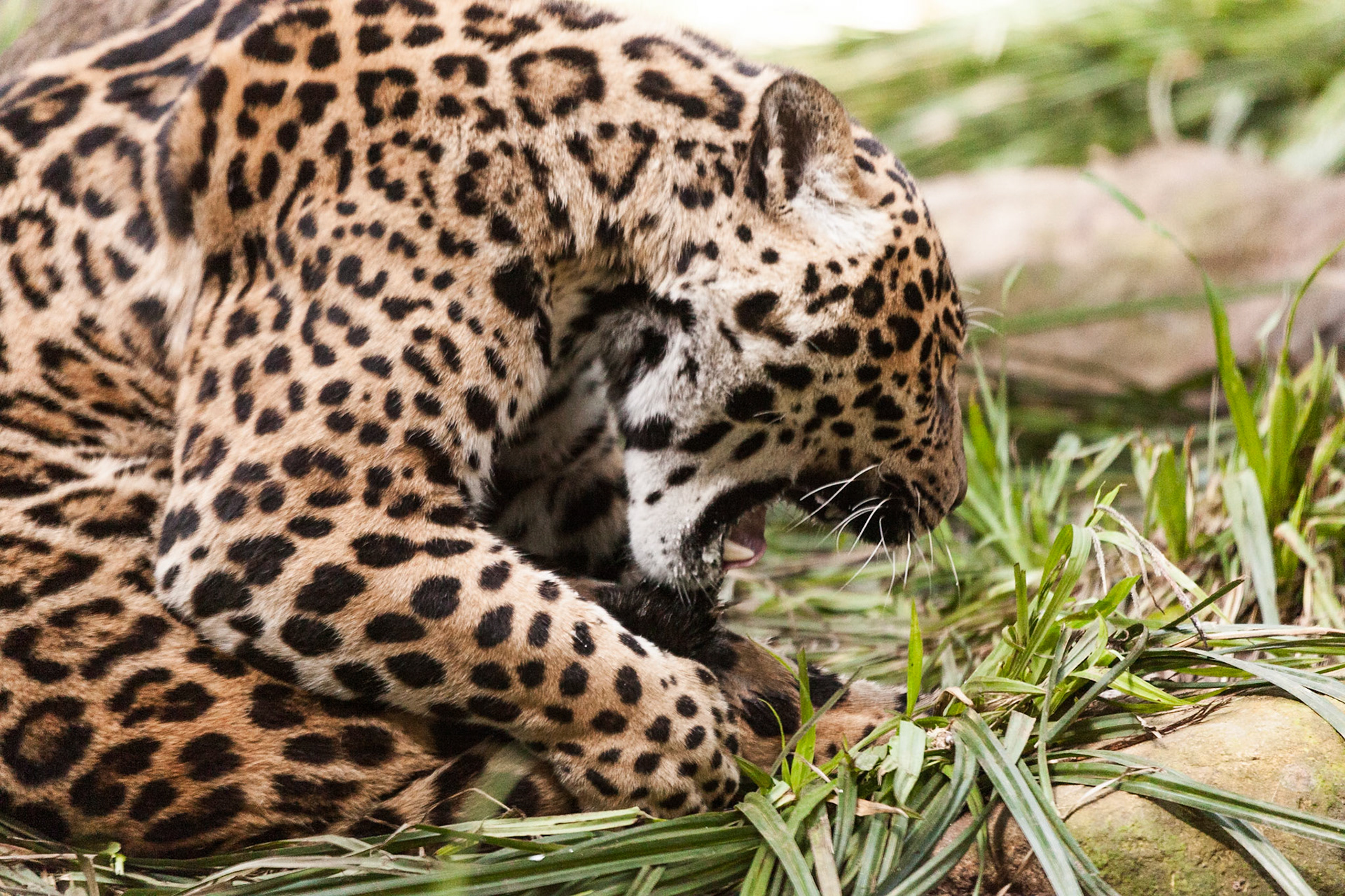 Chester Zoo