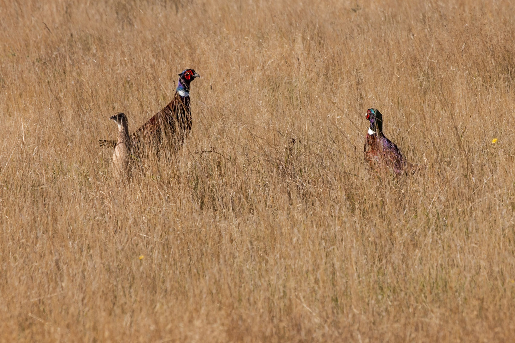 Dunwich Heath