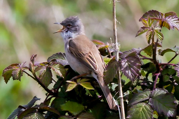 RSPB Conway