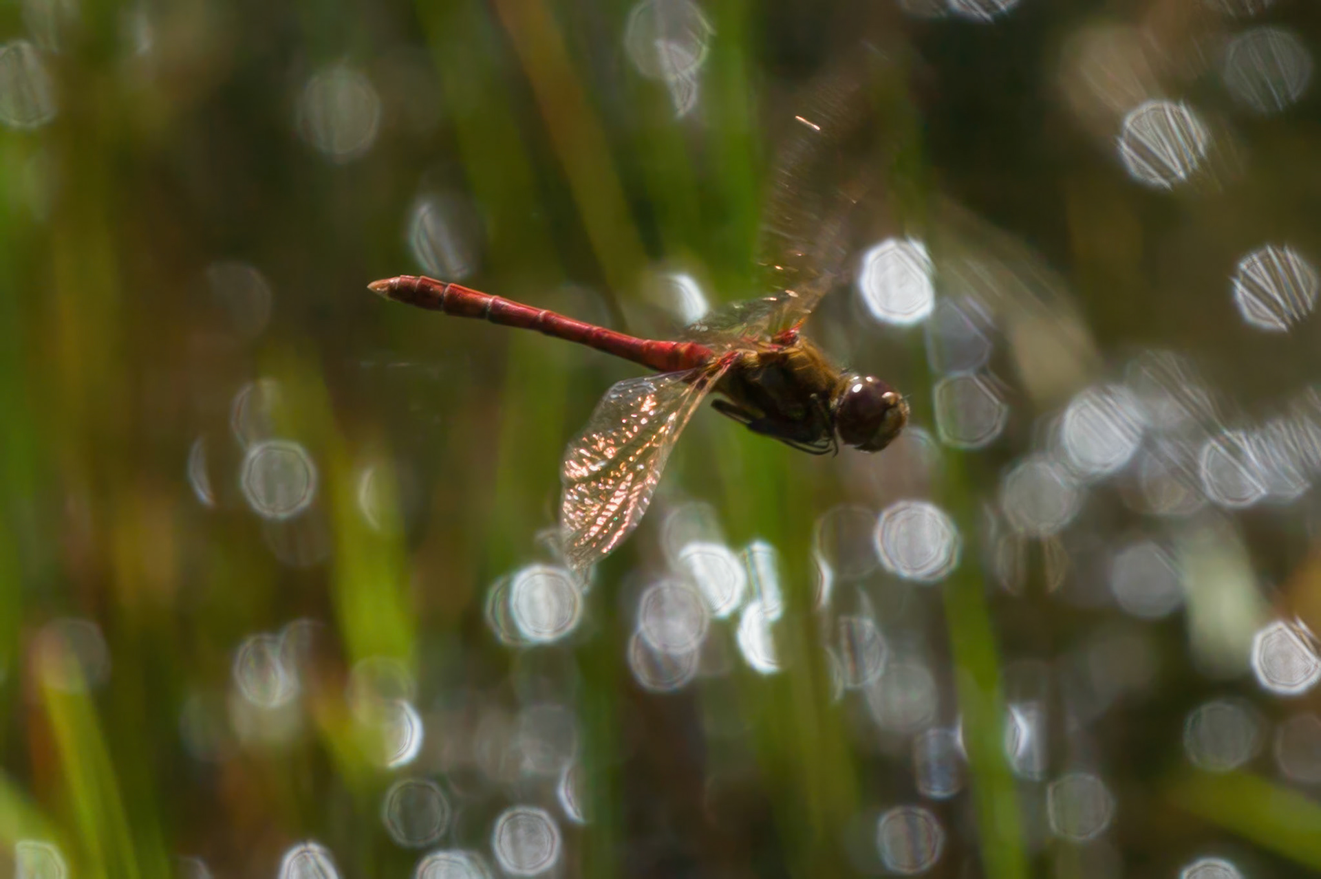 RSPB Ynys-hir reserve