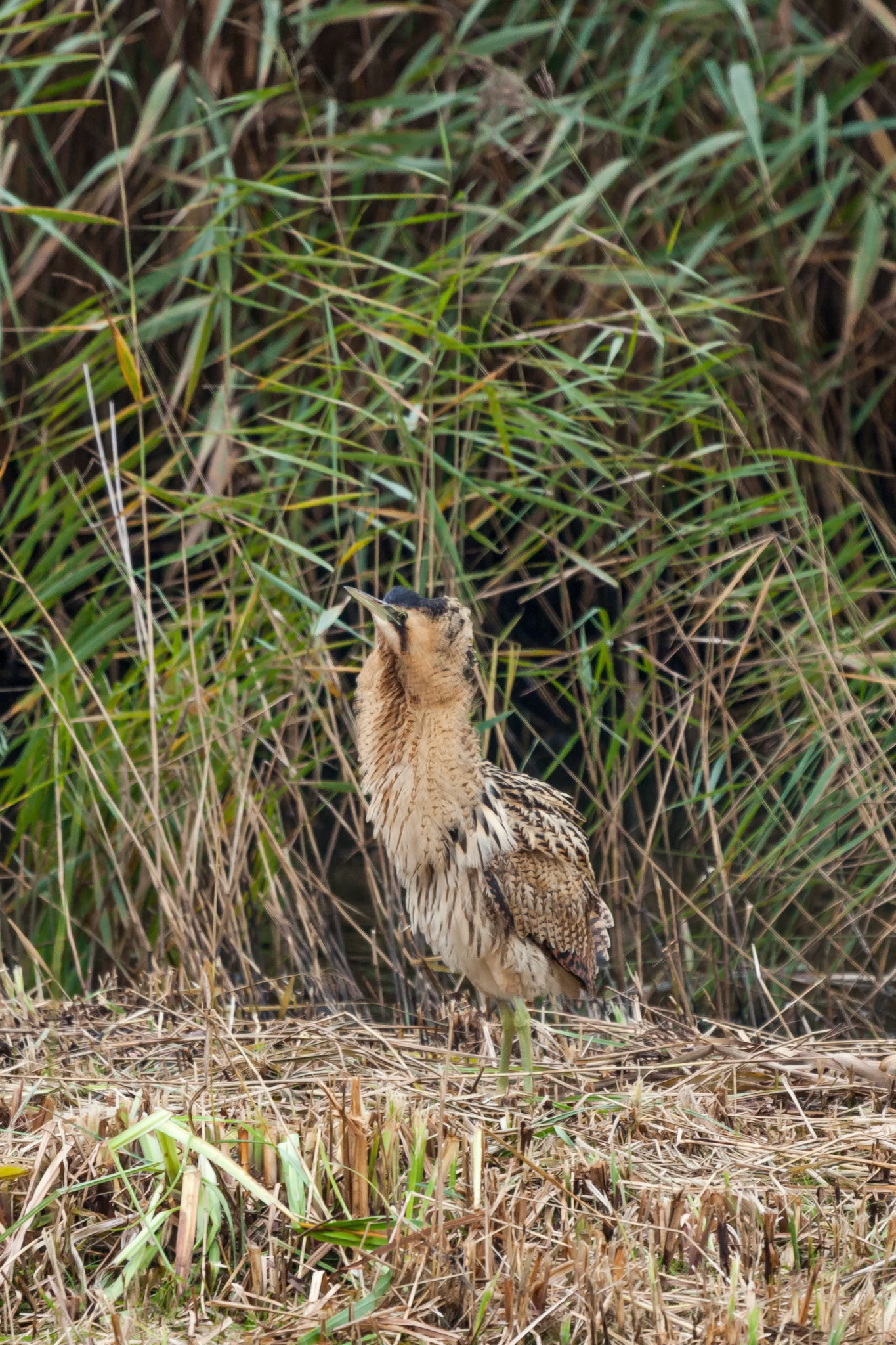 Bittern