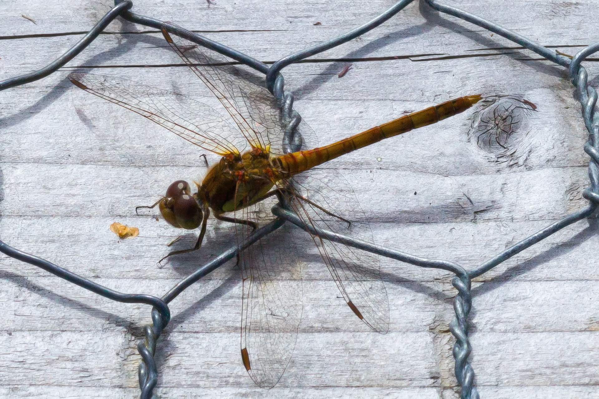 RSPB Ynys-hir reserve