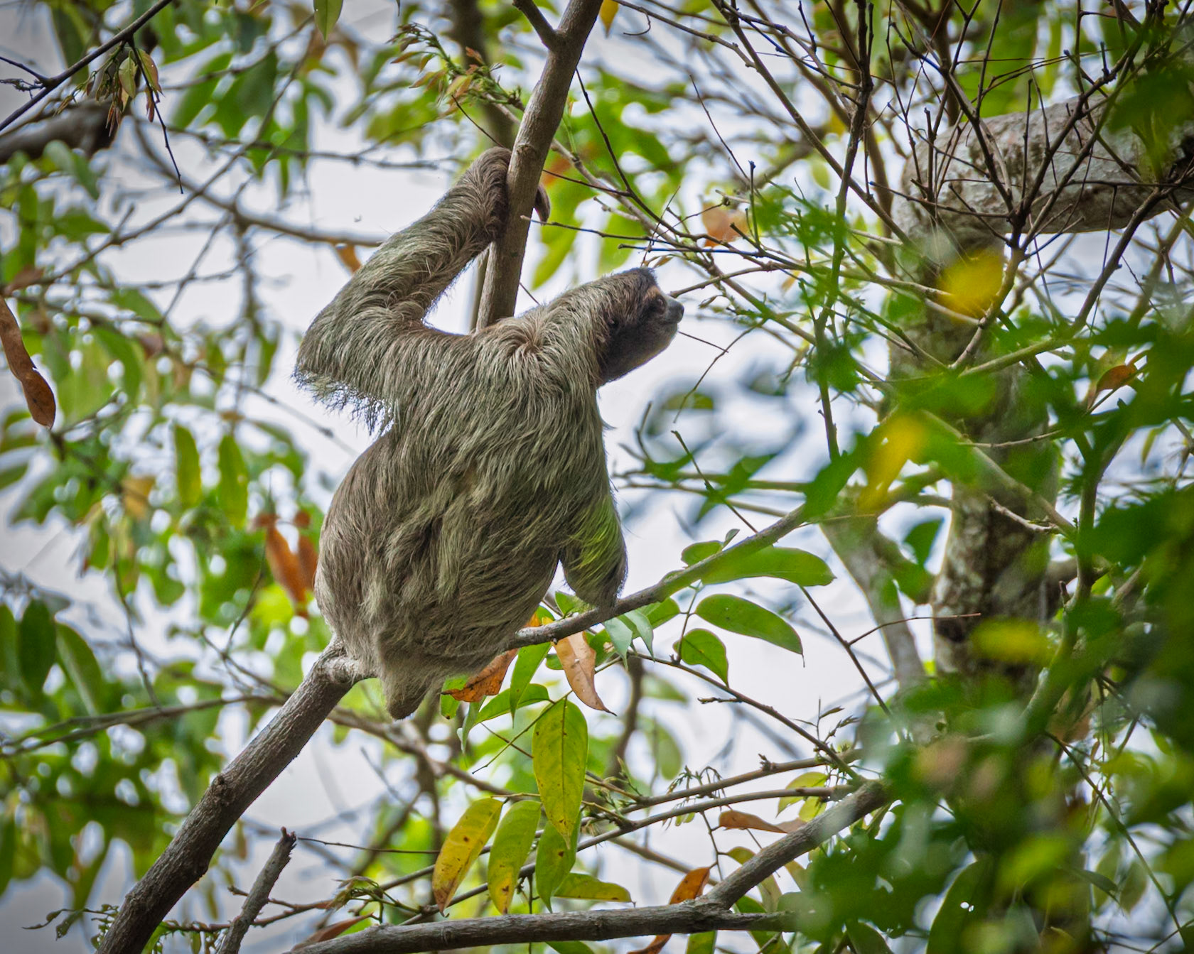 Three-toed Sloth