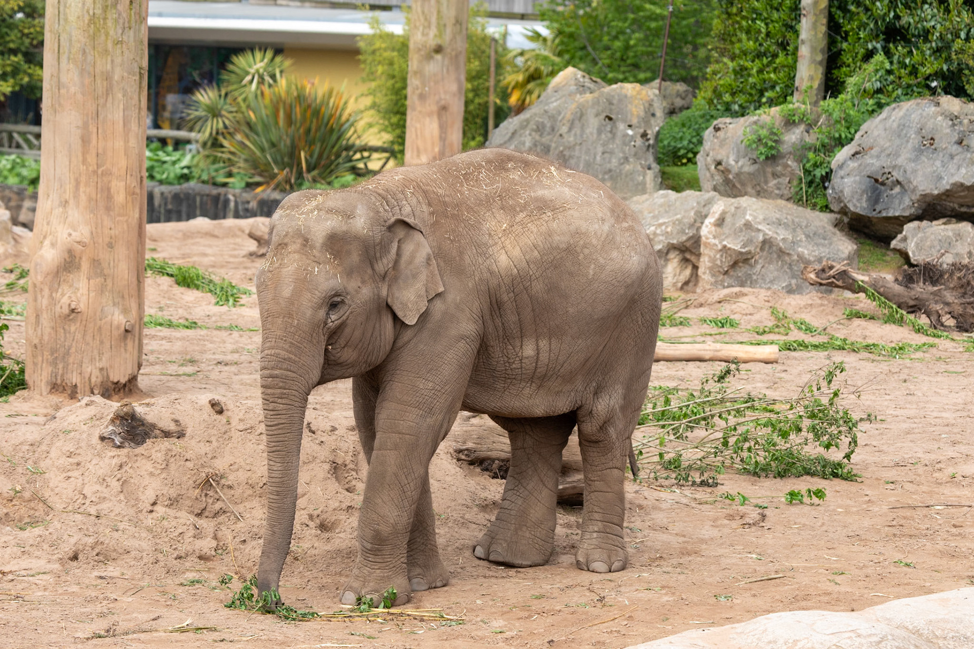 Asian Elephant, Chester Zoo