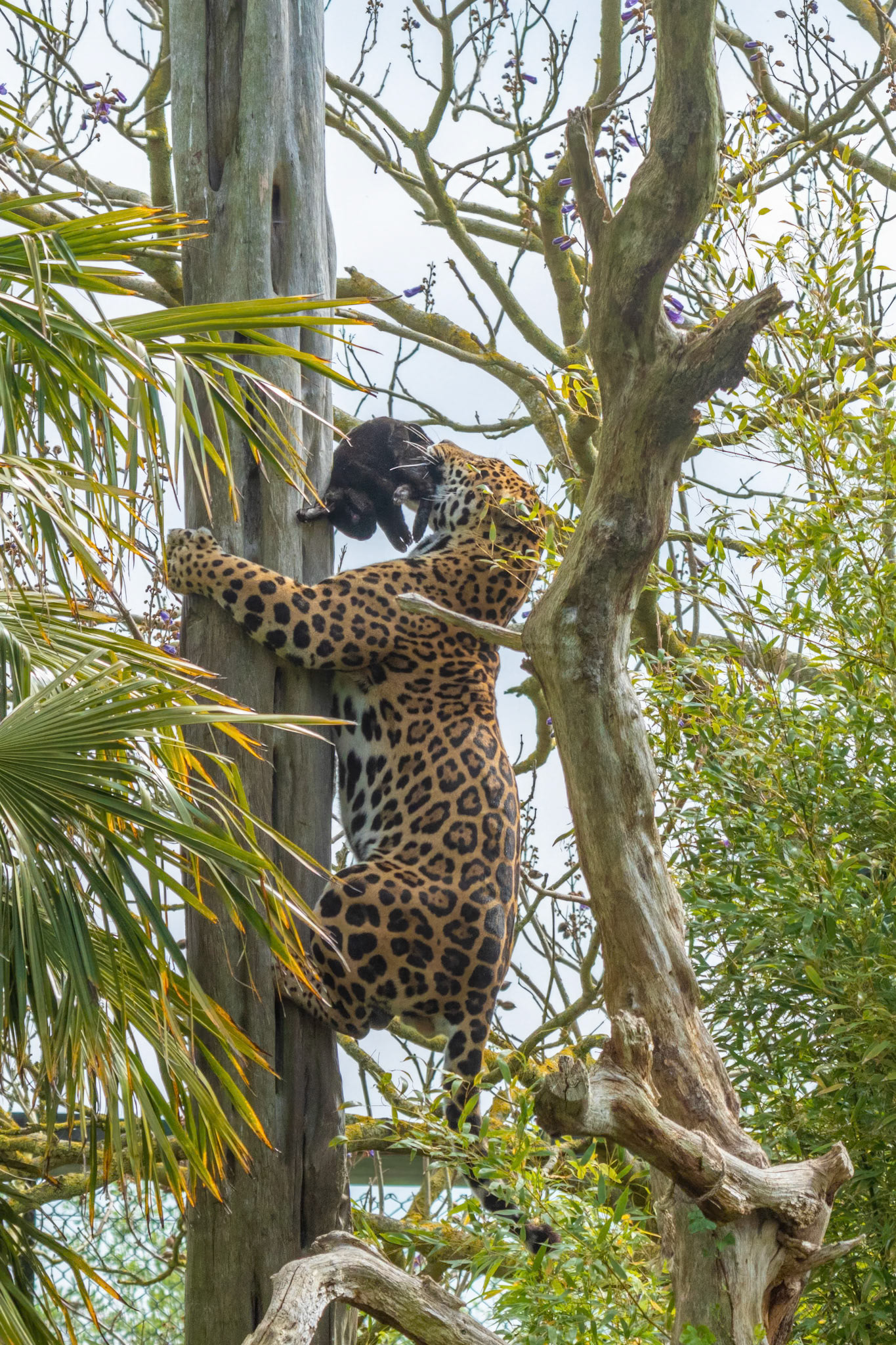 Jaguar collecting a lunch delivery. Chester Zoo
