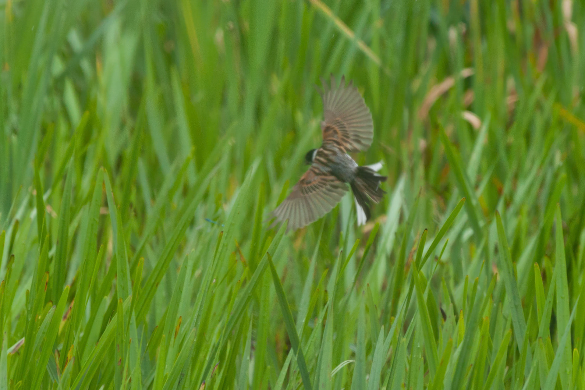 Male Reed Bunting
