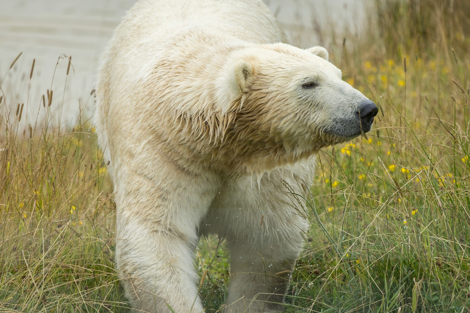Polar Bear Peak Wildlife Park