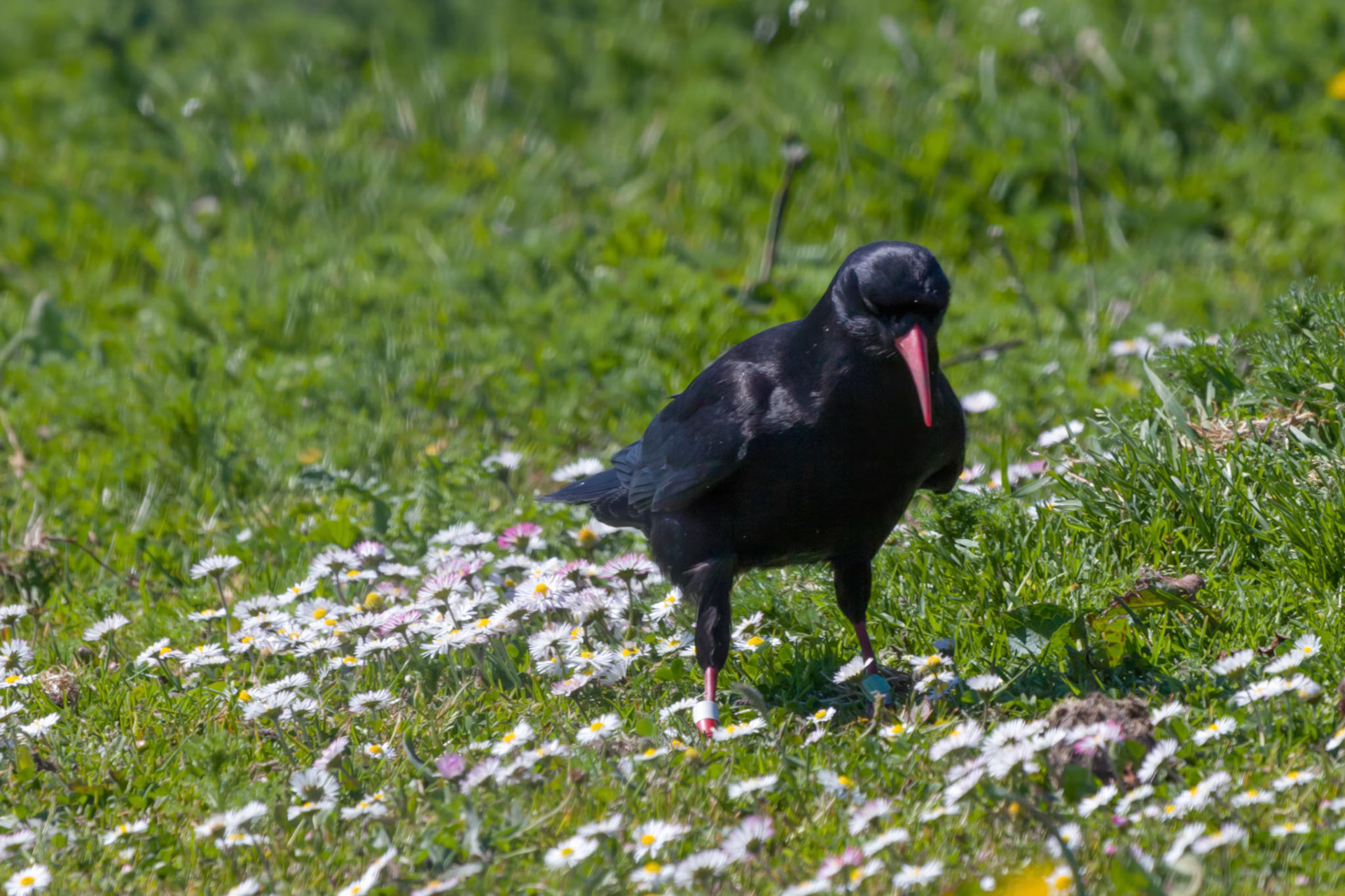 Chough RSPB South Stack