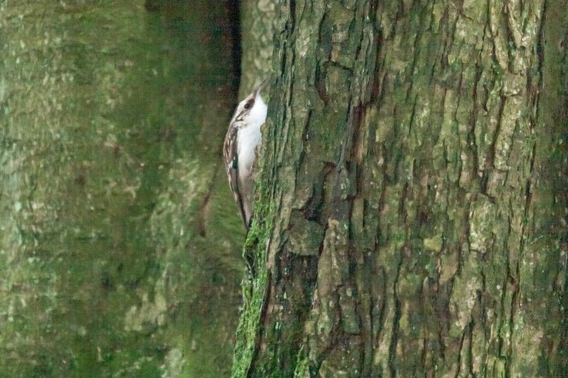 RSPB Leighton Moss