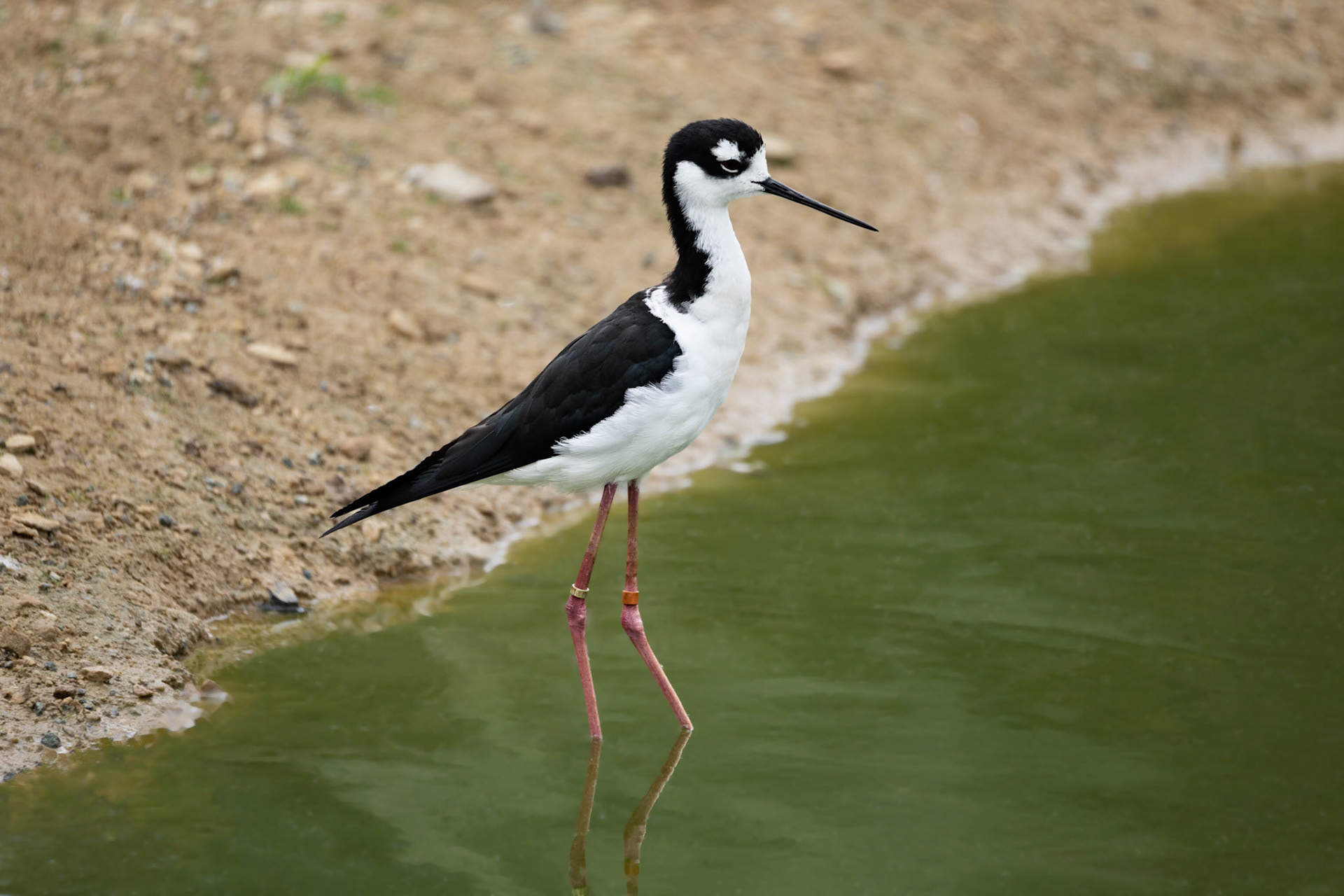 Black-necked Stilt - Chester Zoo