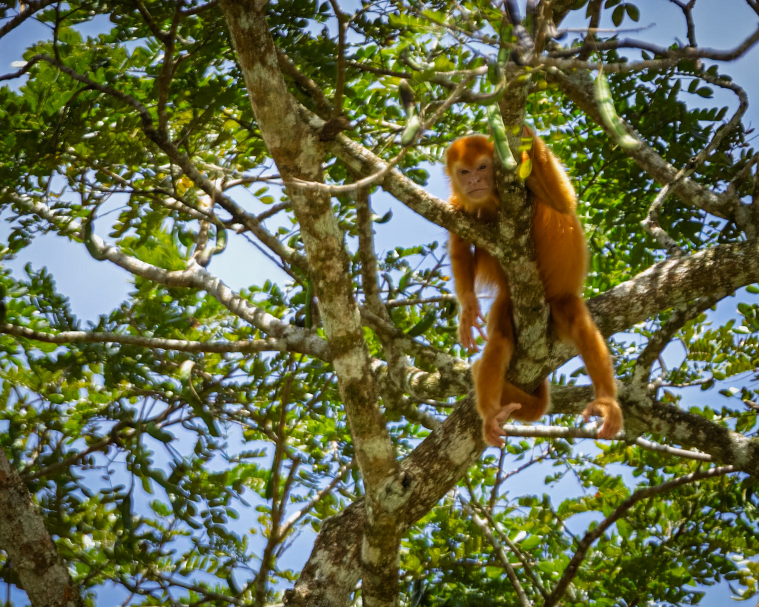Howler Monkey