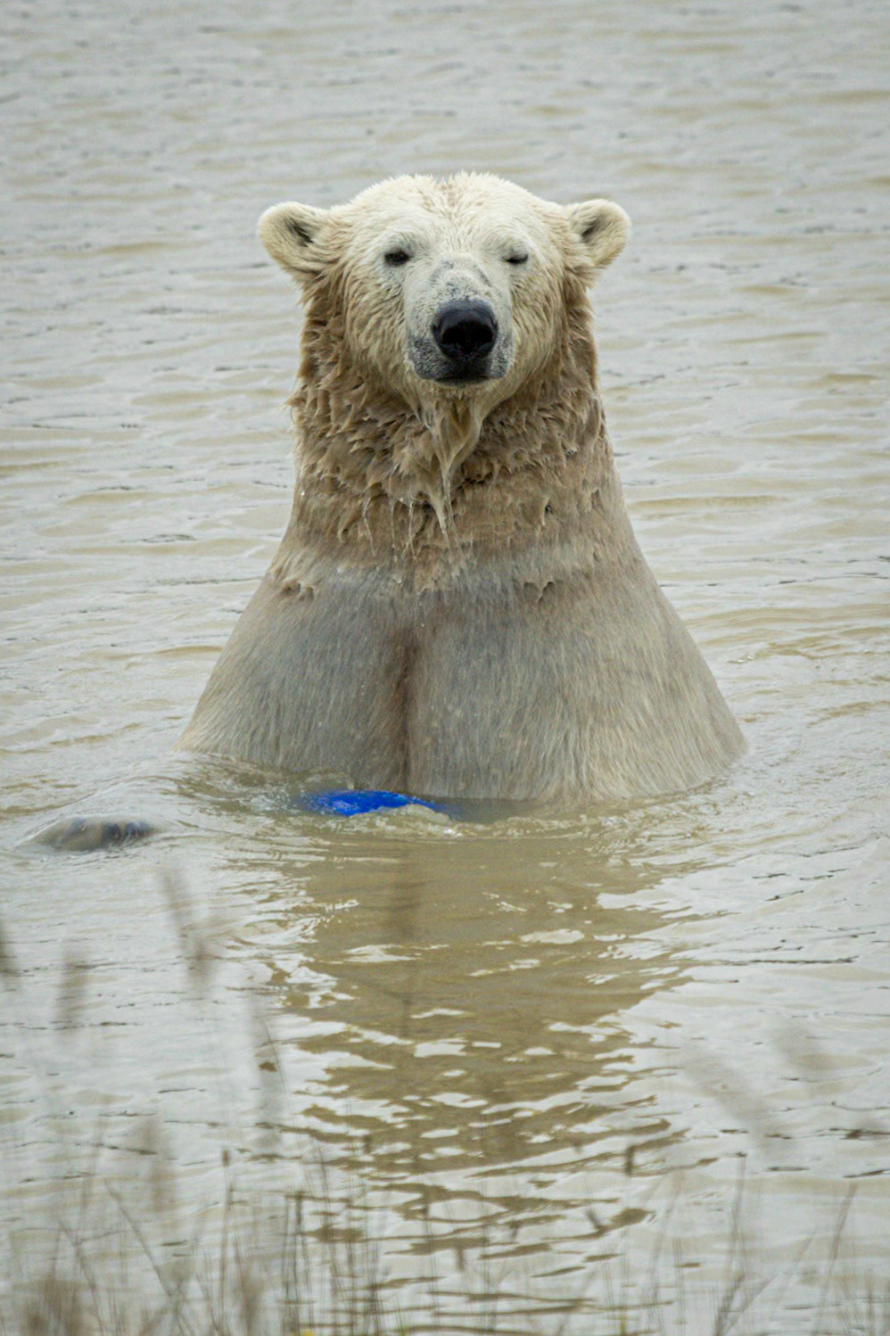 Polar Bear Peak Wildlife Park
