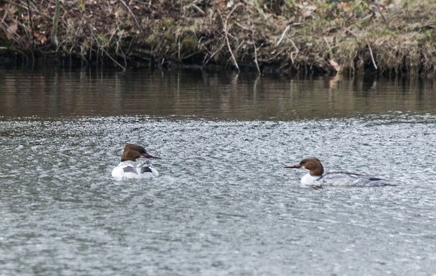 Biddulph Country Park
