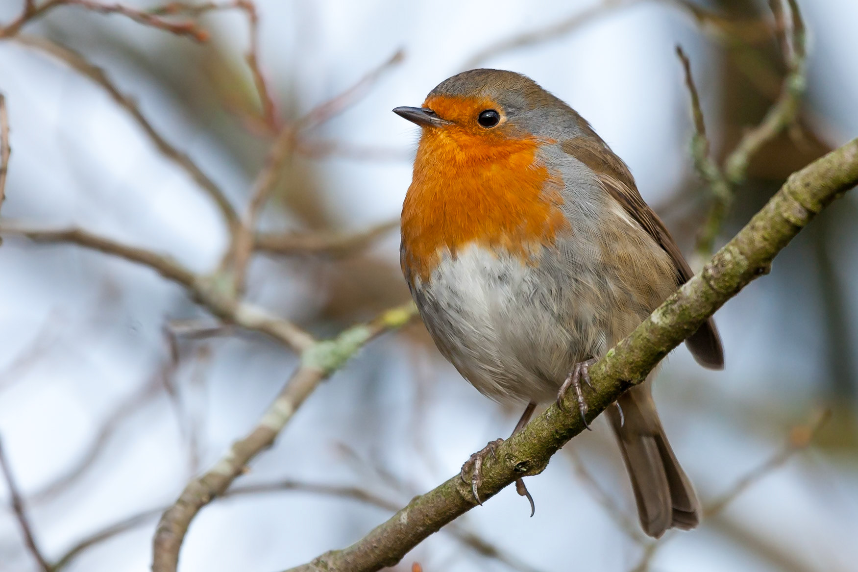 RSPB Leighton Moss
