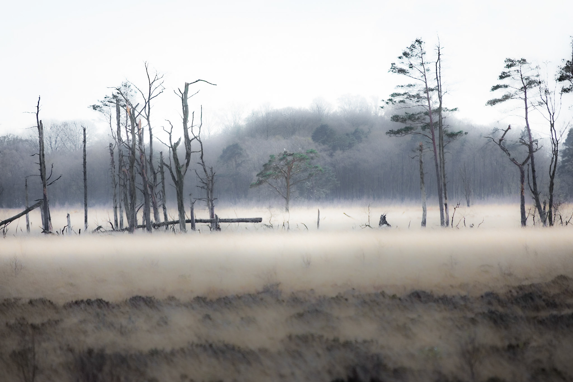 Foulshaw Moss