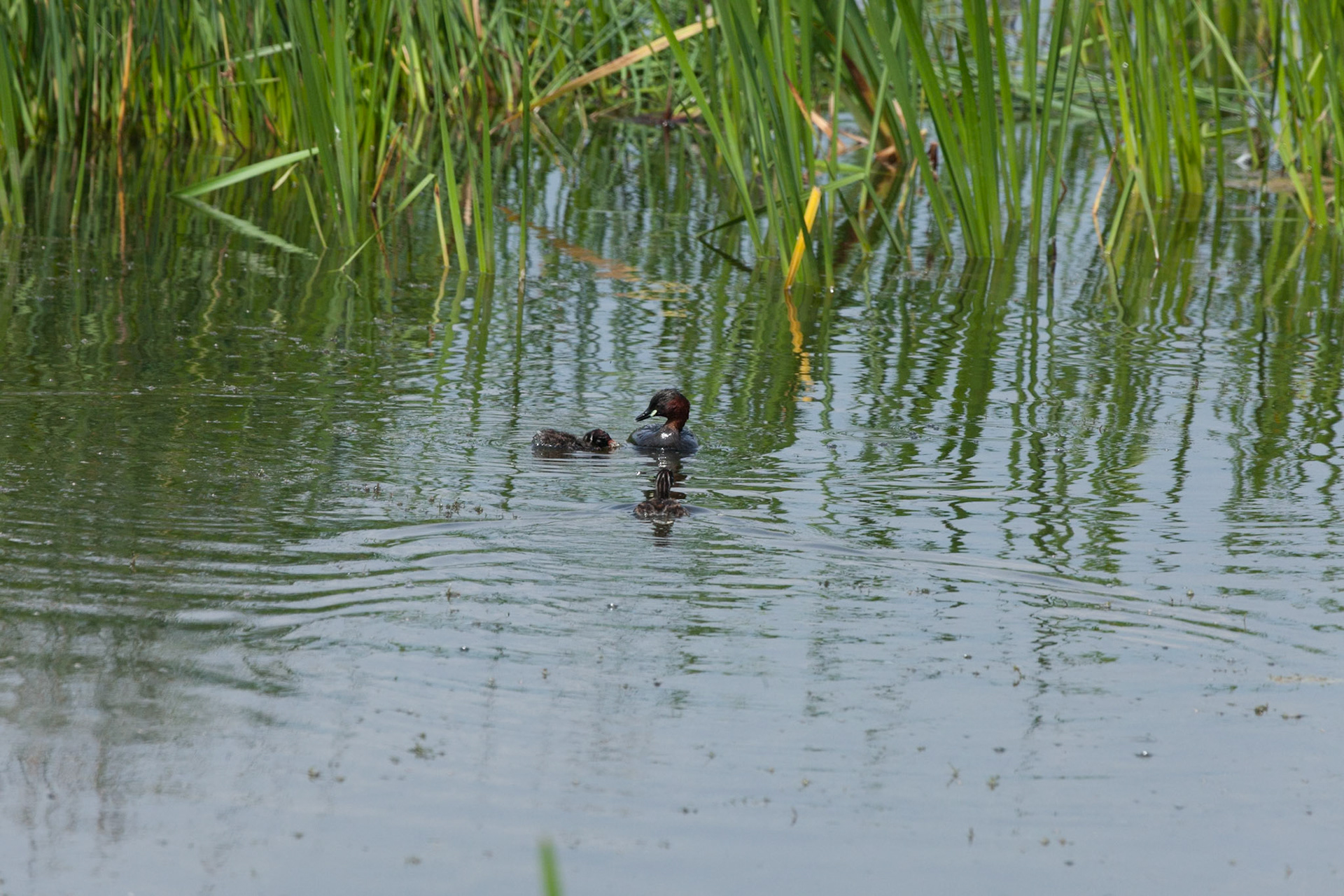 Little Grebe