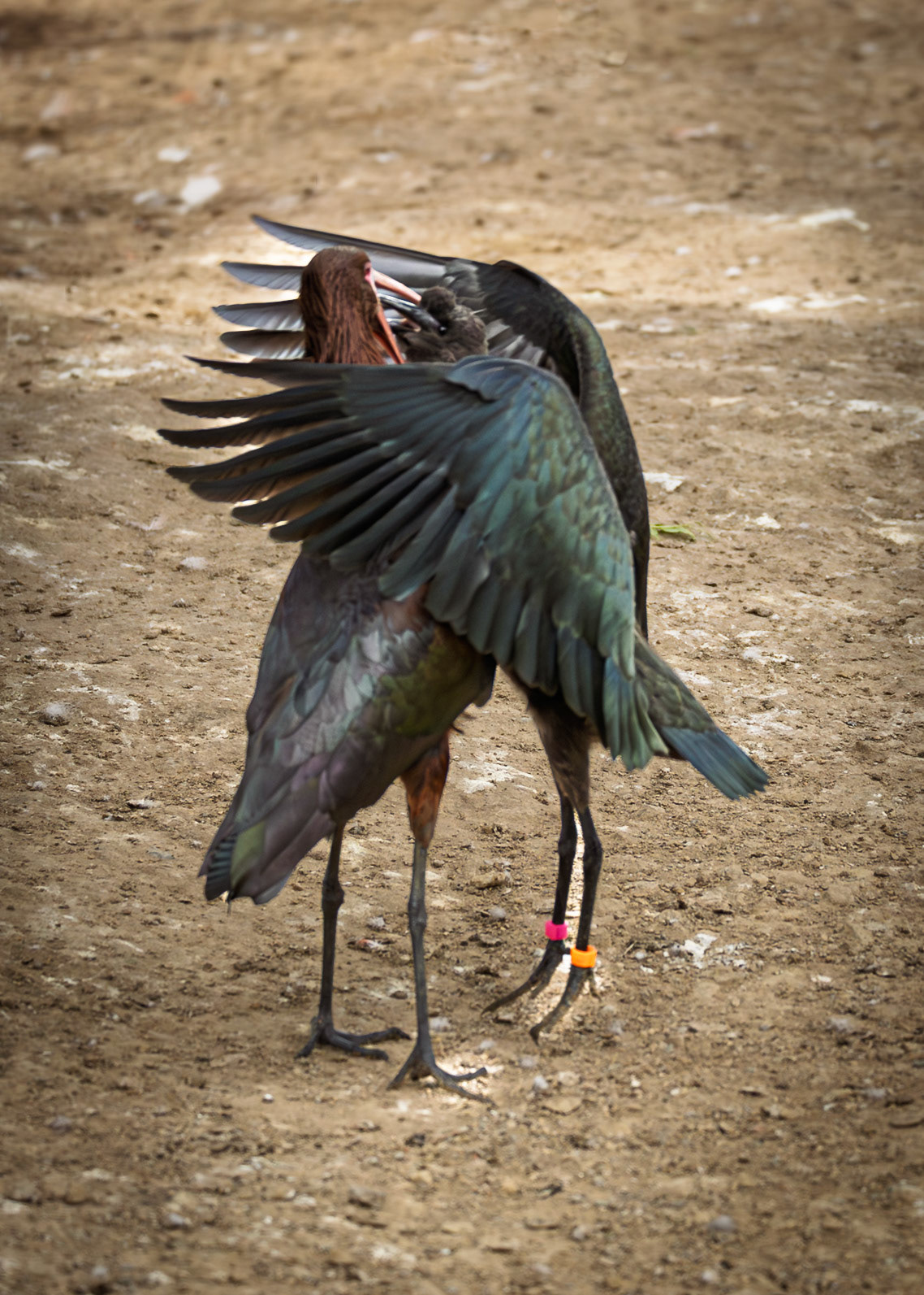 - Chester Zoo