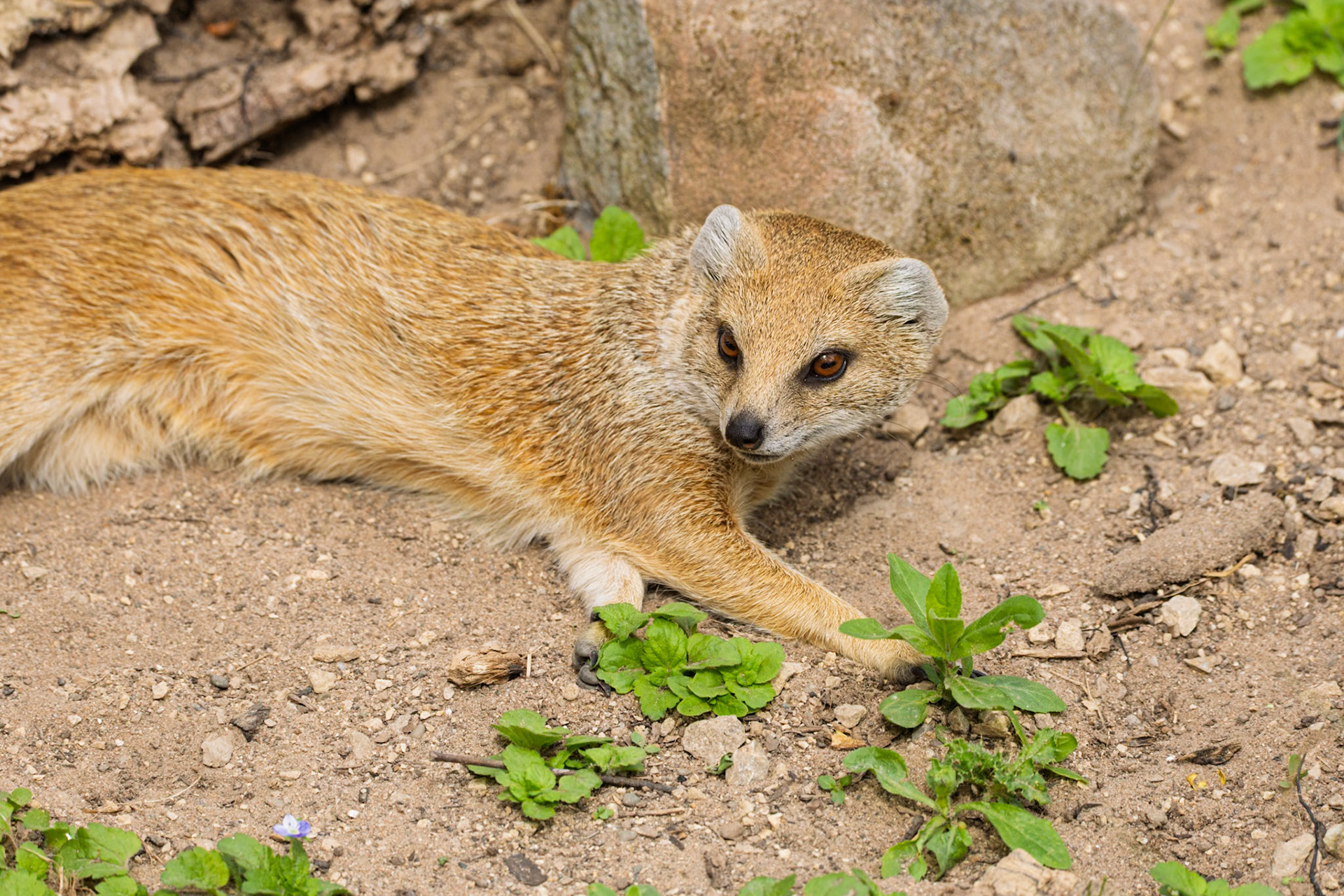 Yellow Mongoose - Chester Zoo