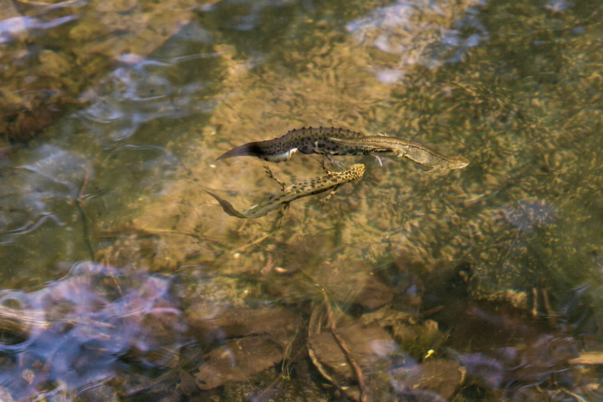 RSPB Conway, Smooth Newts in Pond