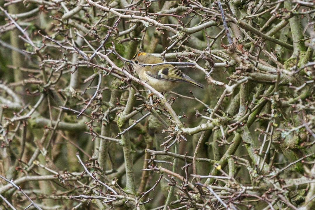 Suprise vistor to our garden this morning.