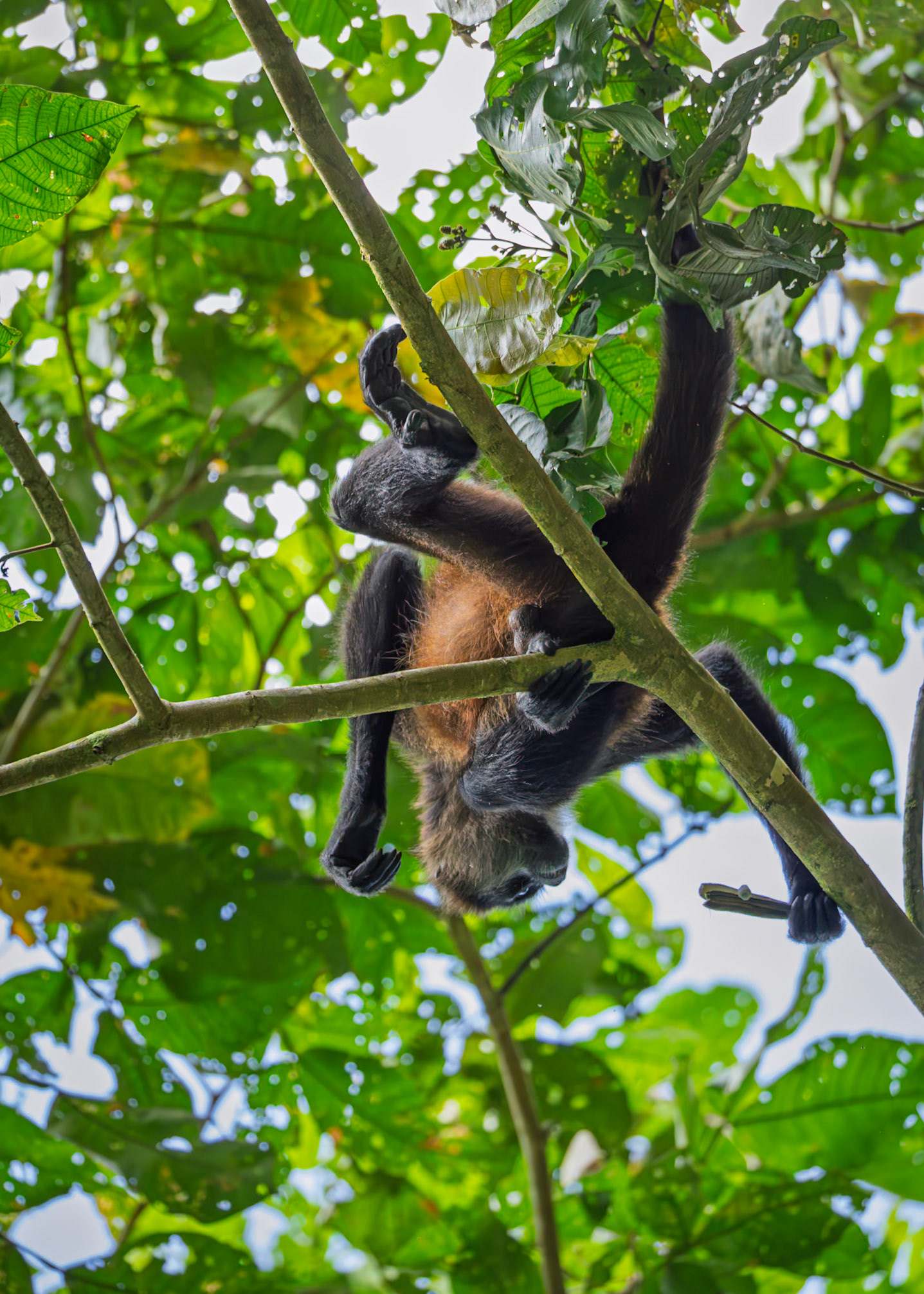 Squirrel Monkey