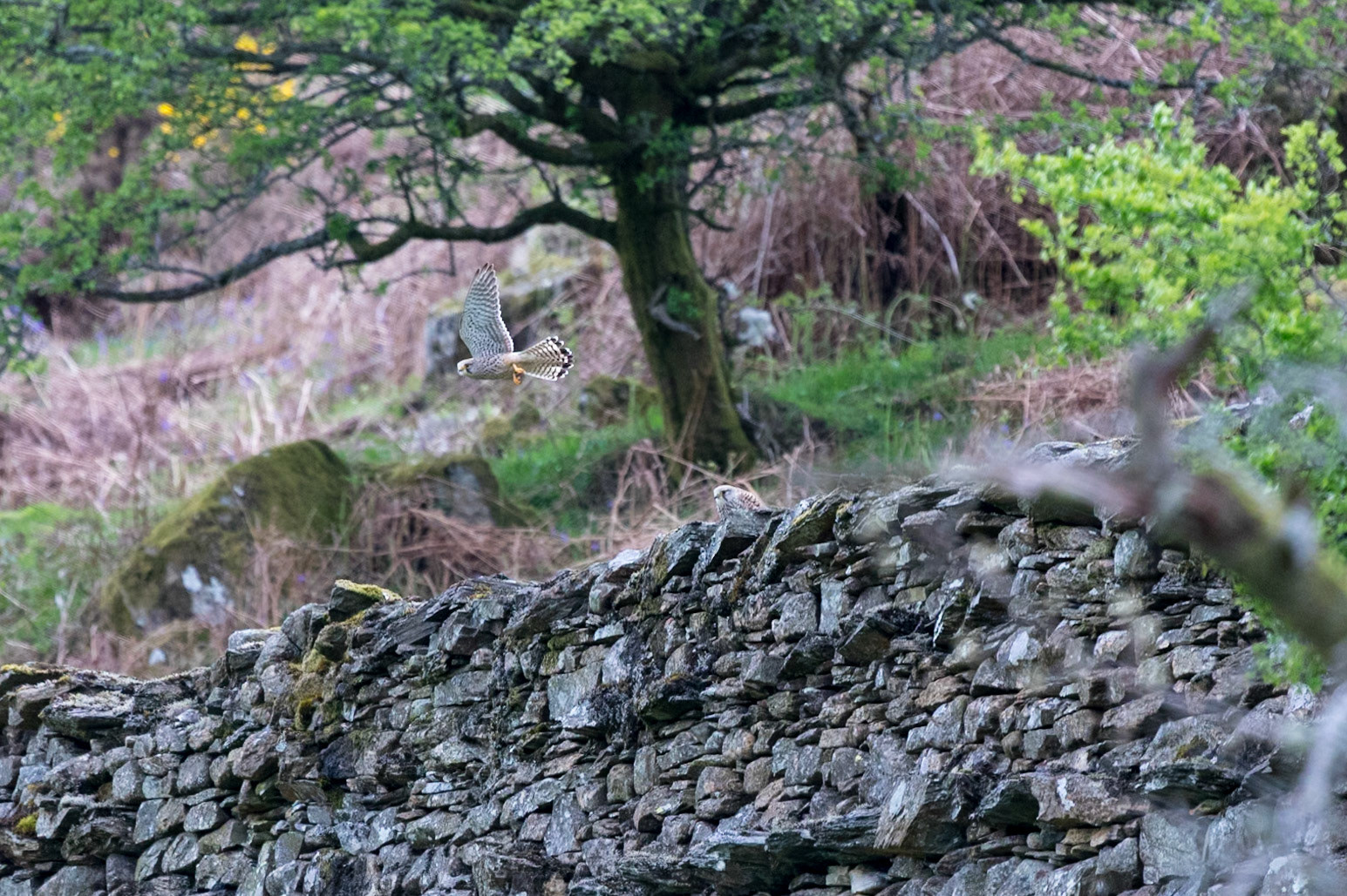 Kestrel exploring new home