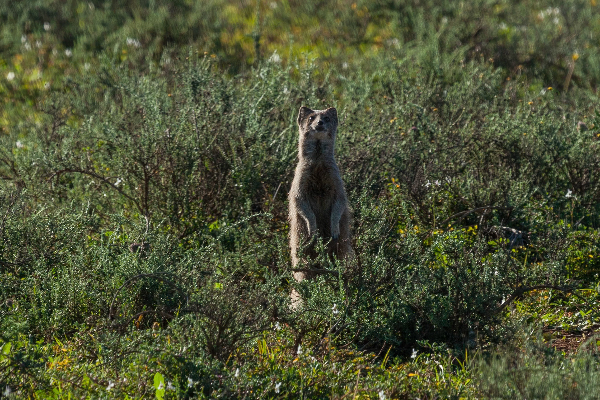 Addo Elephant National Park SA