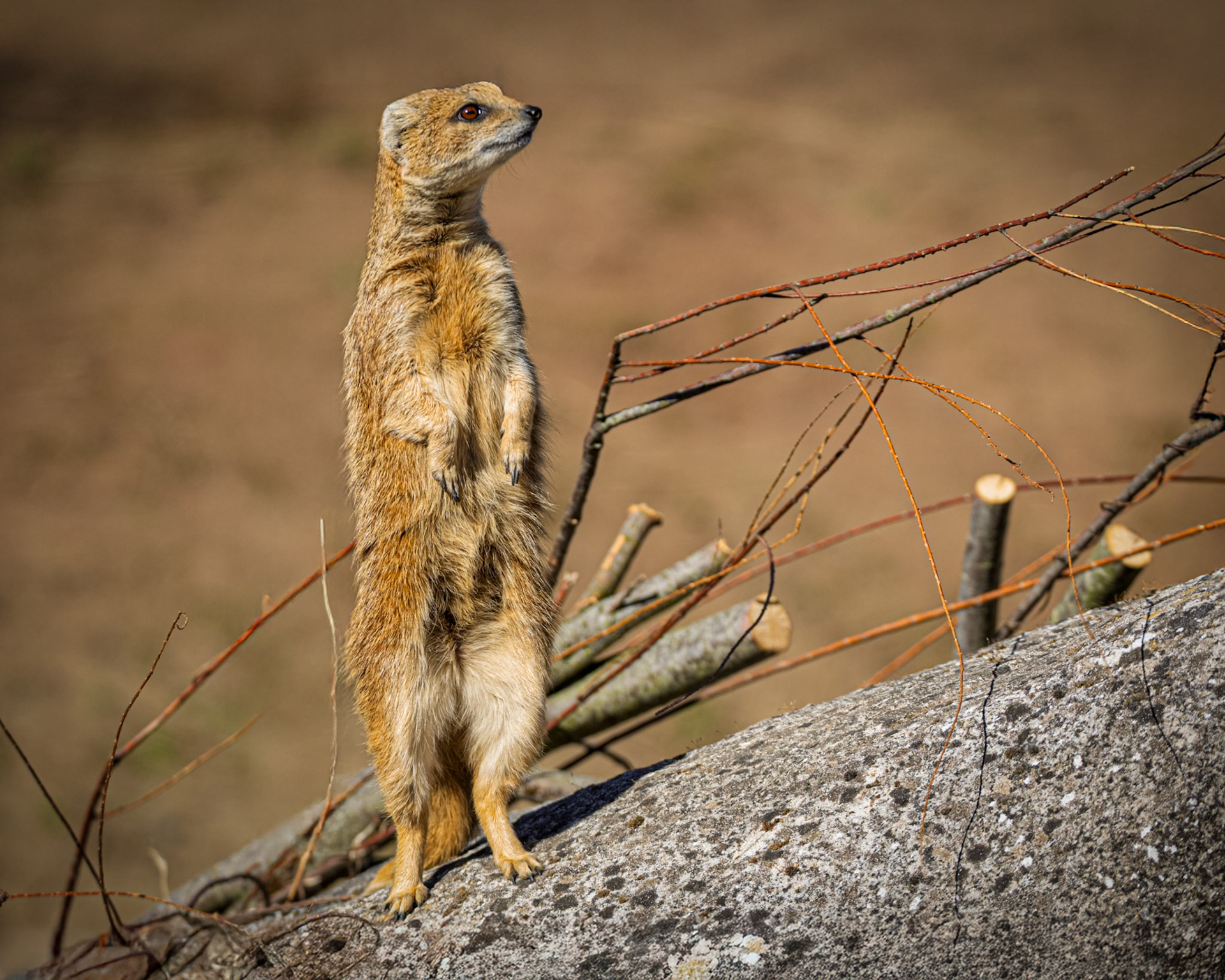 Yellow Mongoose - Chester Zoo